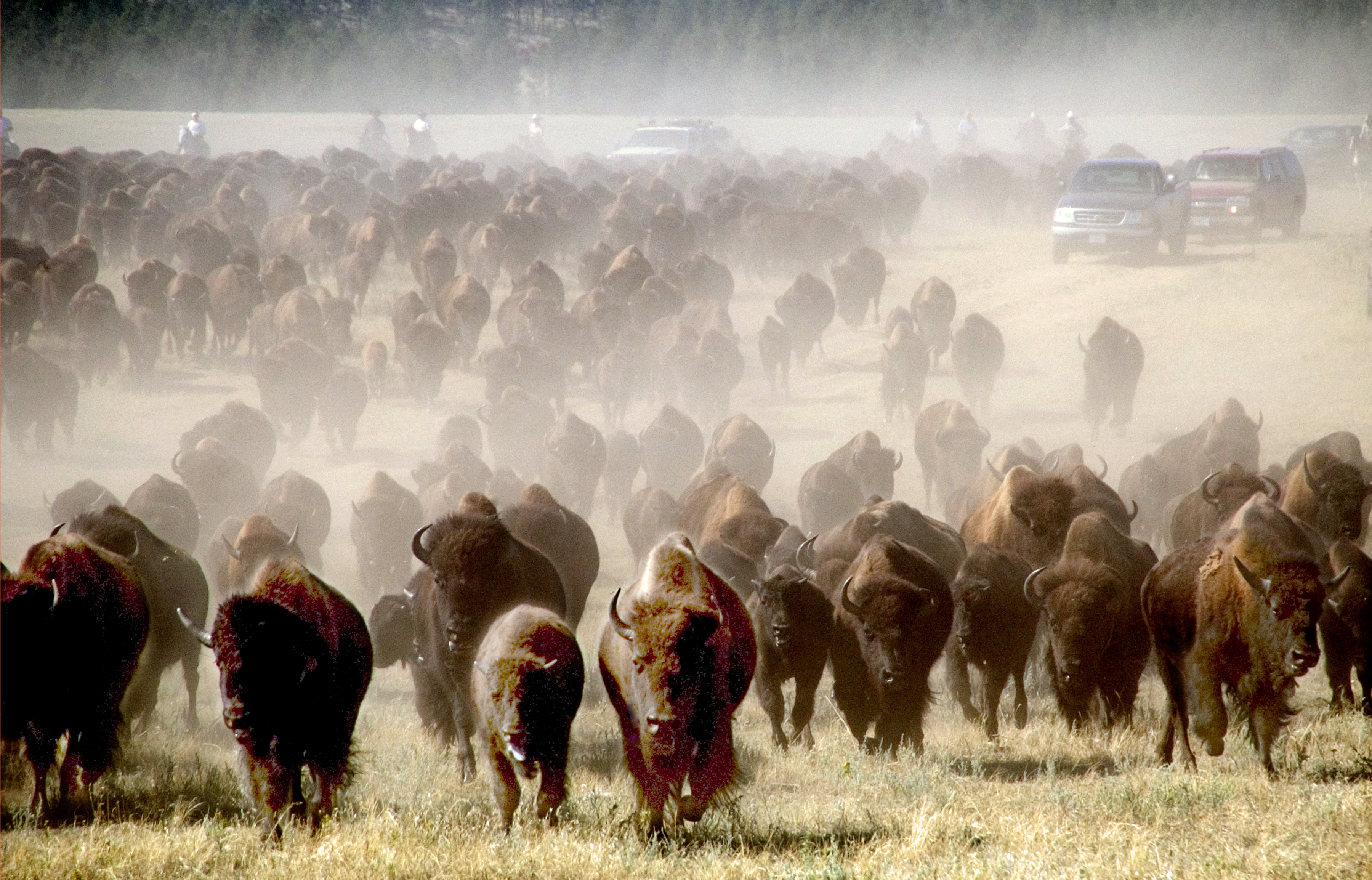 2024 Buffalo Roundup and Arts Festival