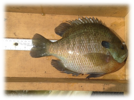 screenshot of halloween bluegill in fishing planet by Jdogg661 on