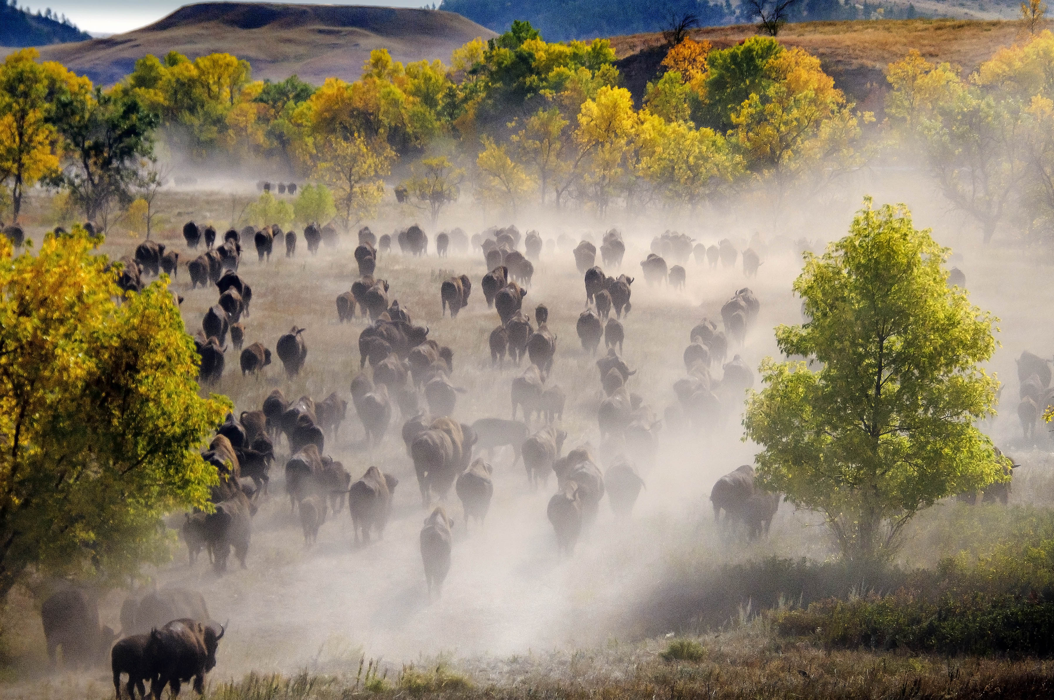 Buffalo Roundup and Arts Festival South Dakota Game, Fish, and Parks