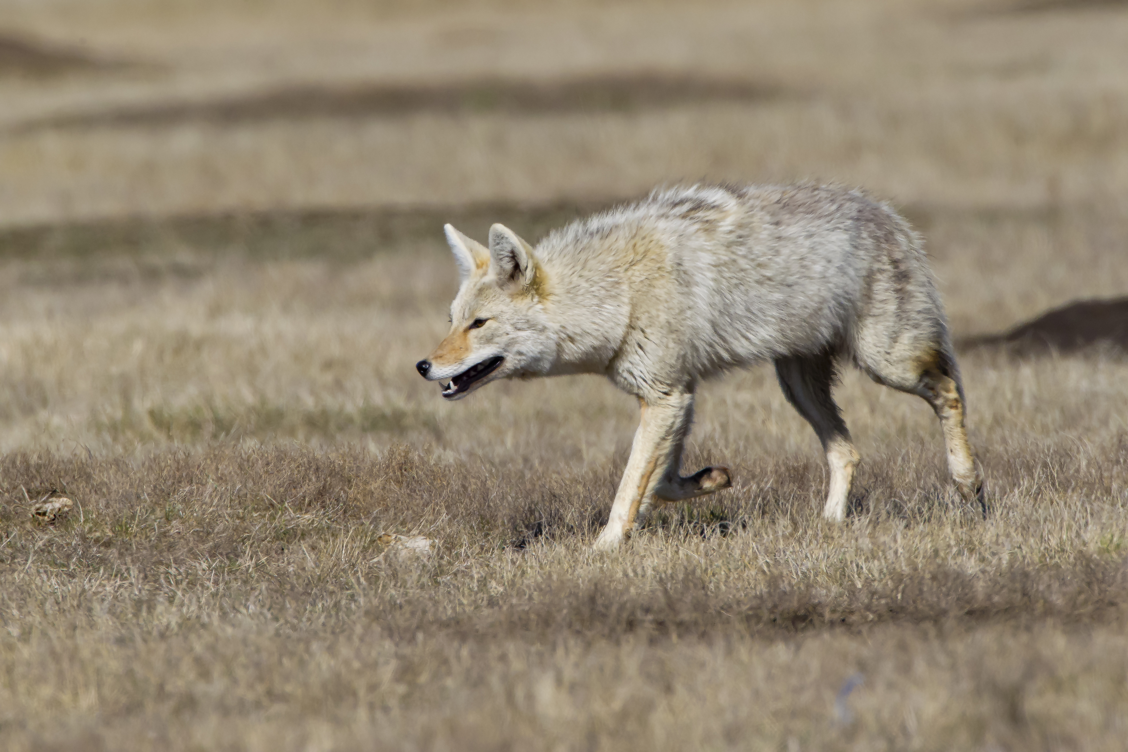 Canis Lupus cubanensis