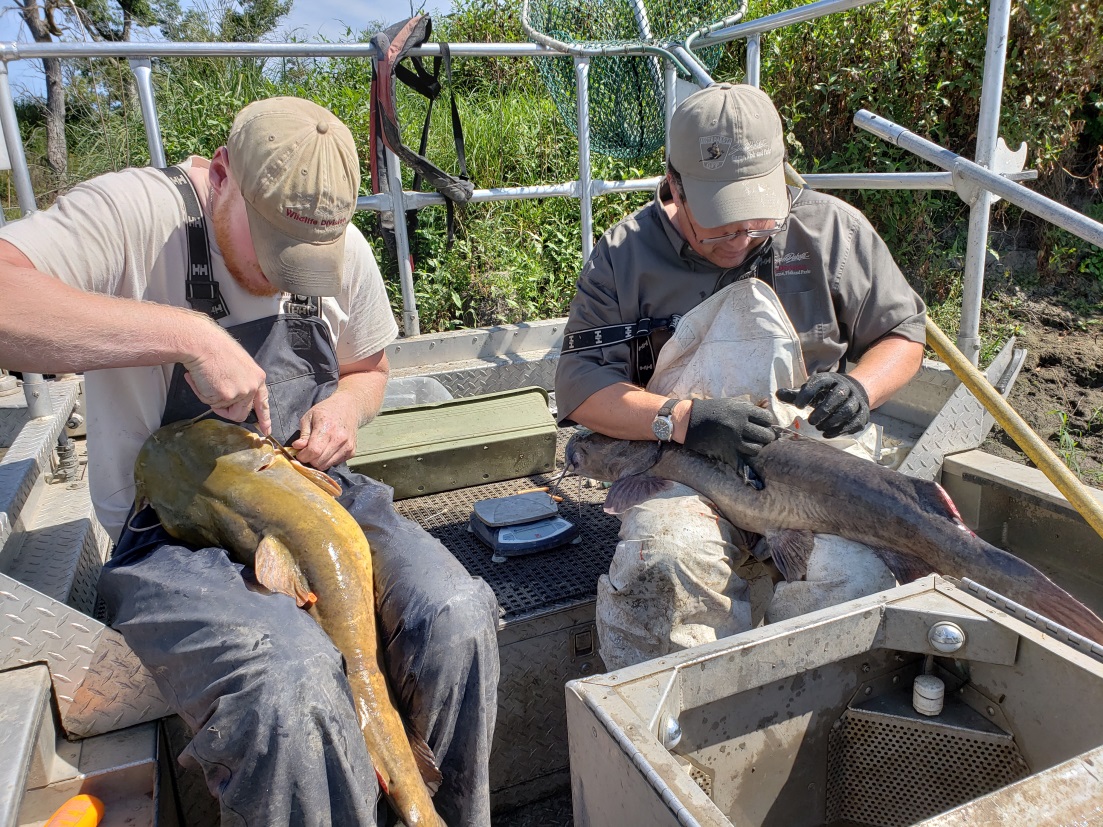 Lower James River Catfish Study  South Dakota Game, Fish, and Parks