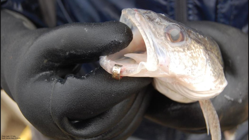 Bleeding Walleye 