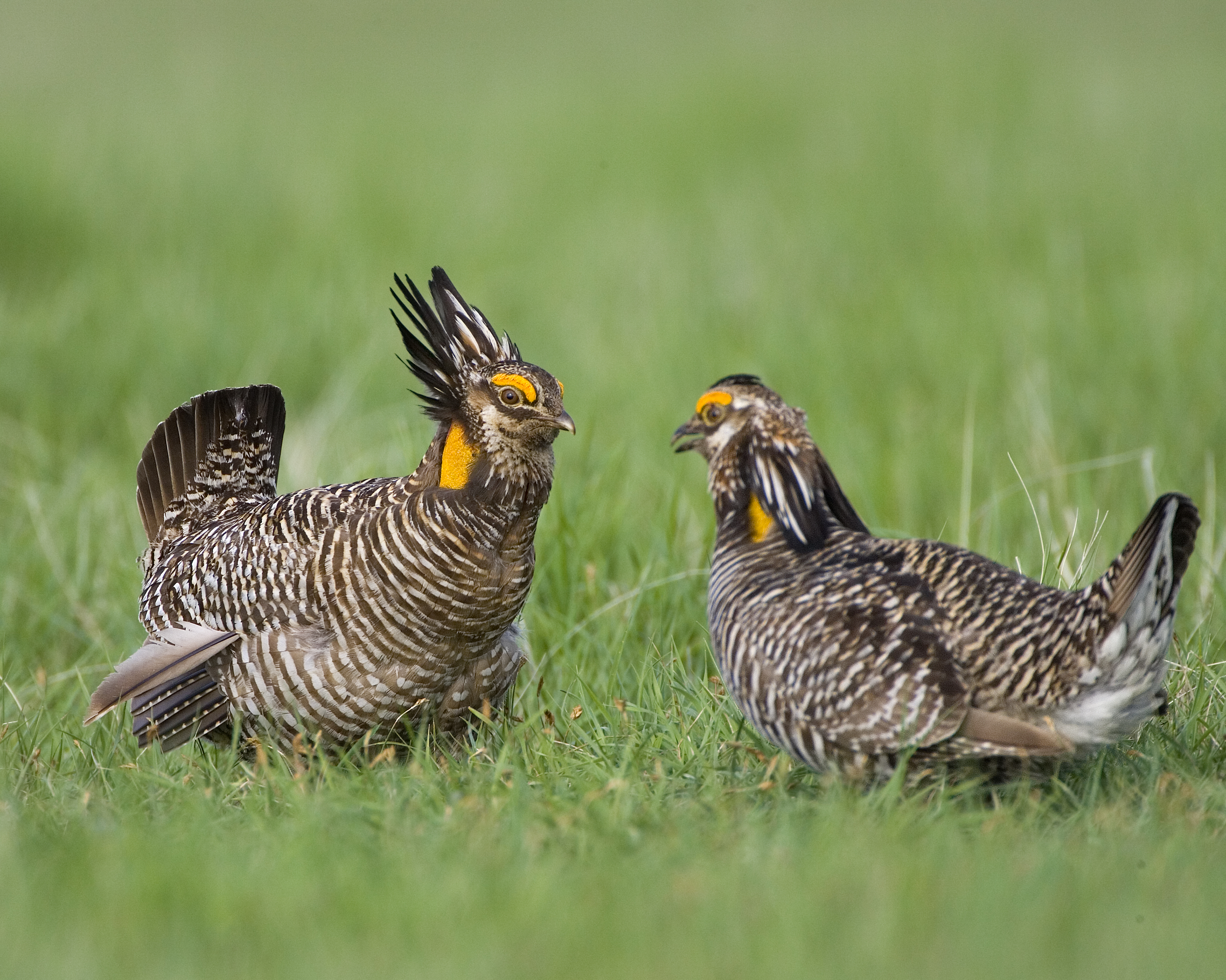 Prairie-Chickens