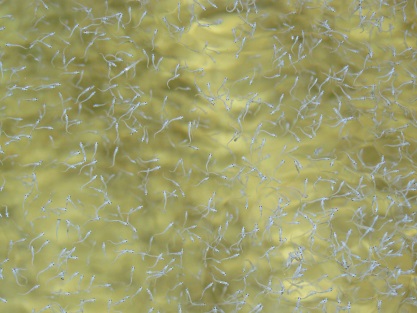 Newly hatched walleye fry