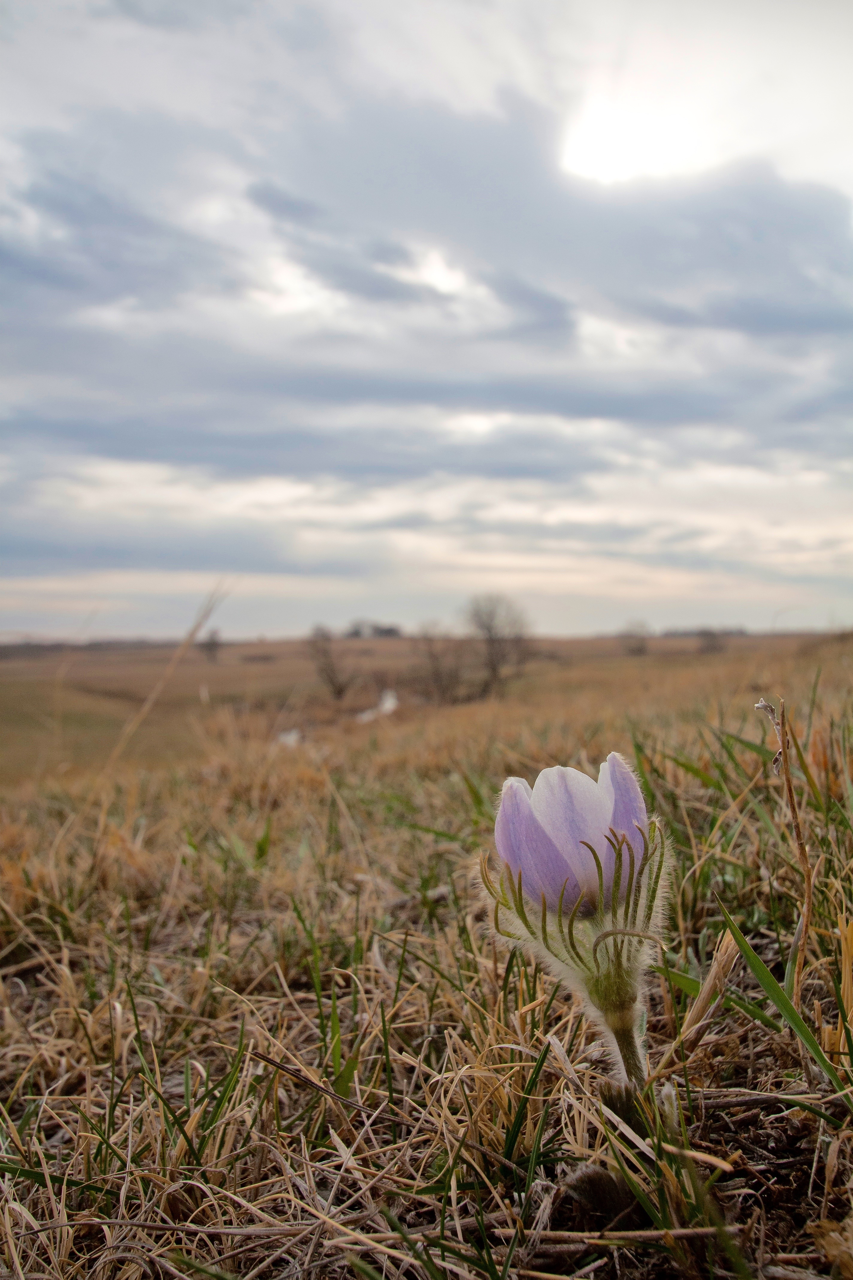 Prairie Loosetrife Photo by Sam Stukel