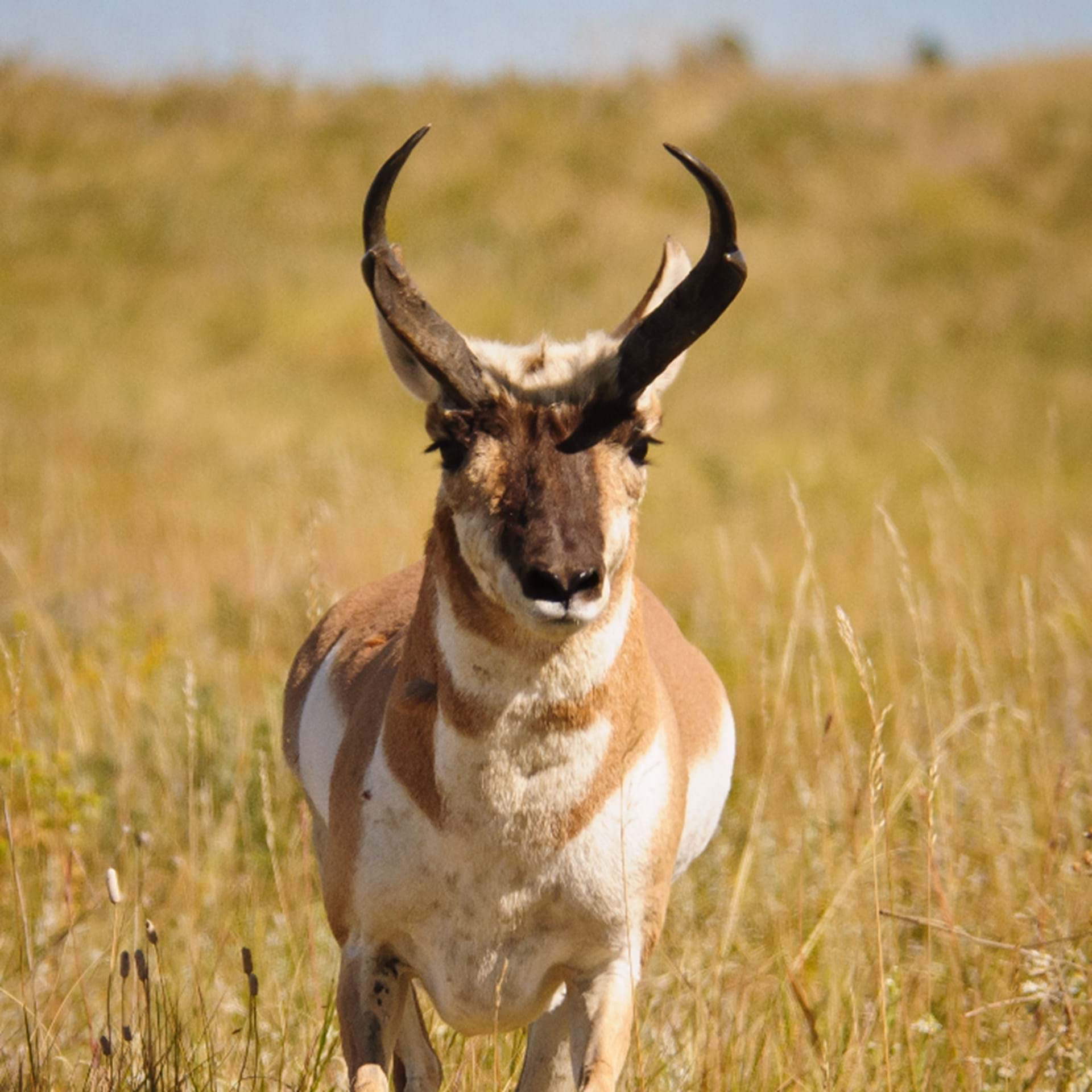 Thumbnail image of Antelope Harvest