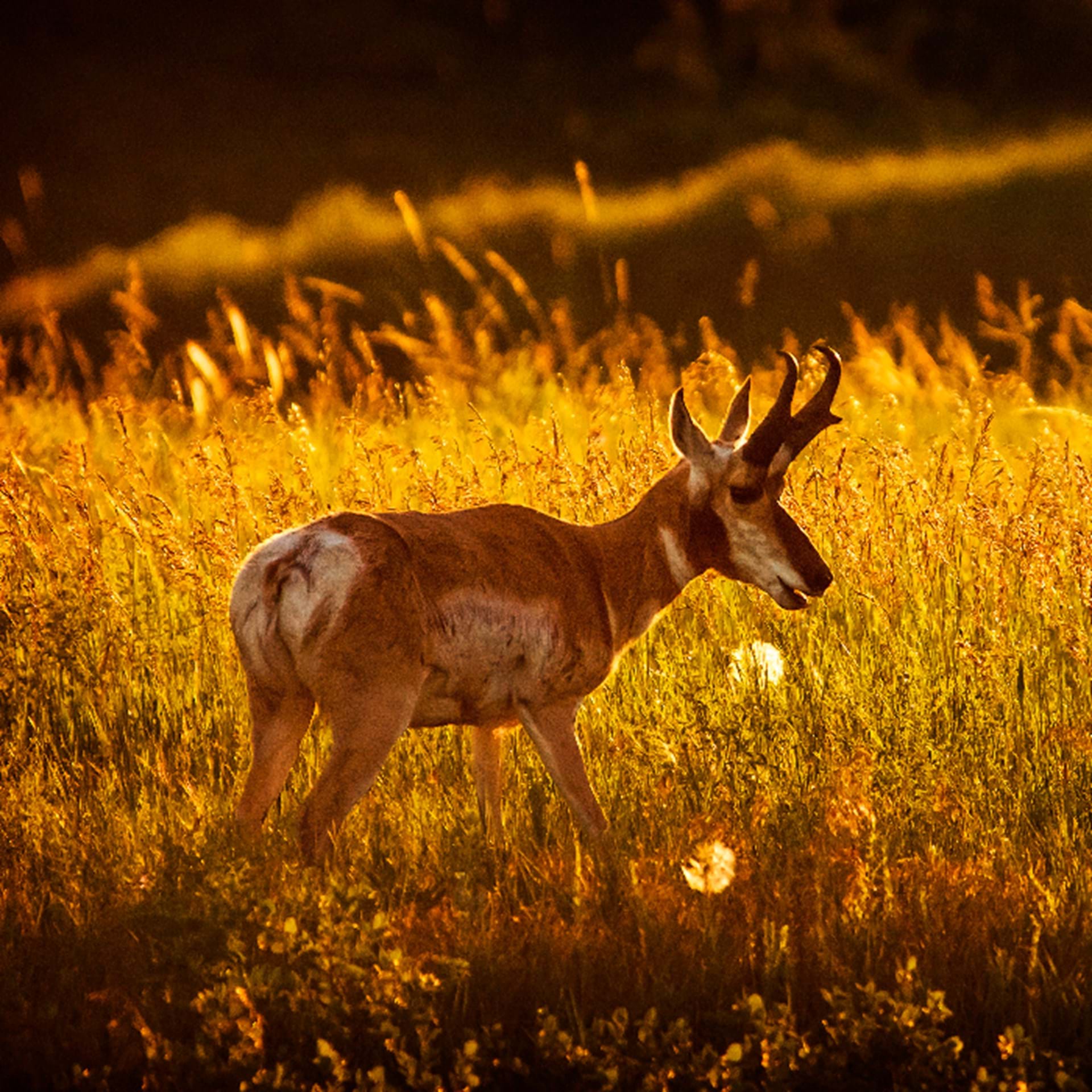 Thumbnail image of Antelope Hunting Units