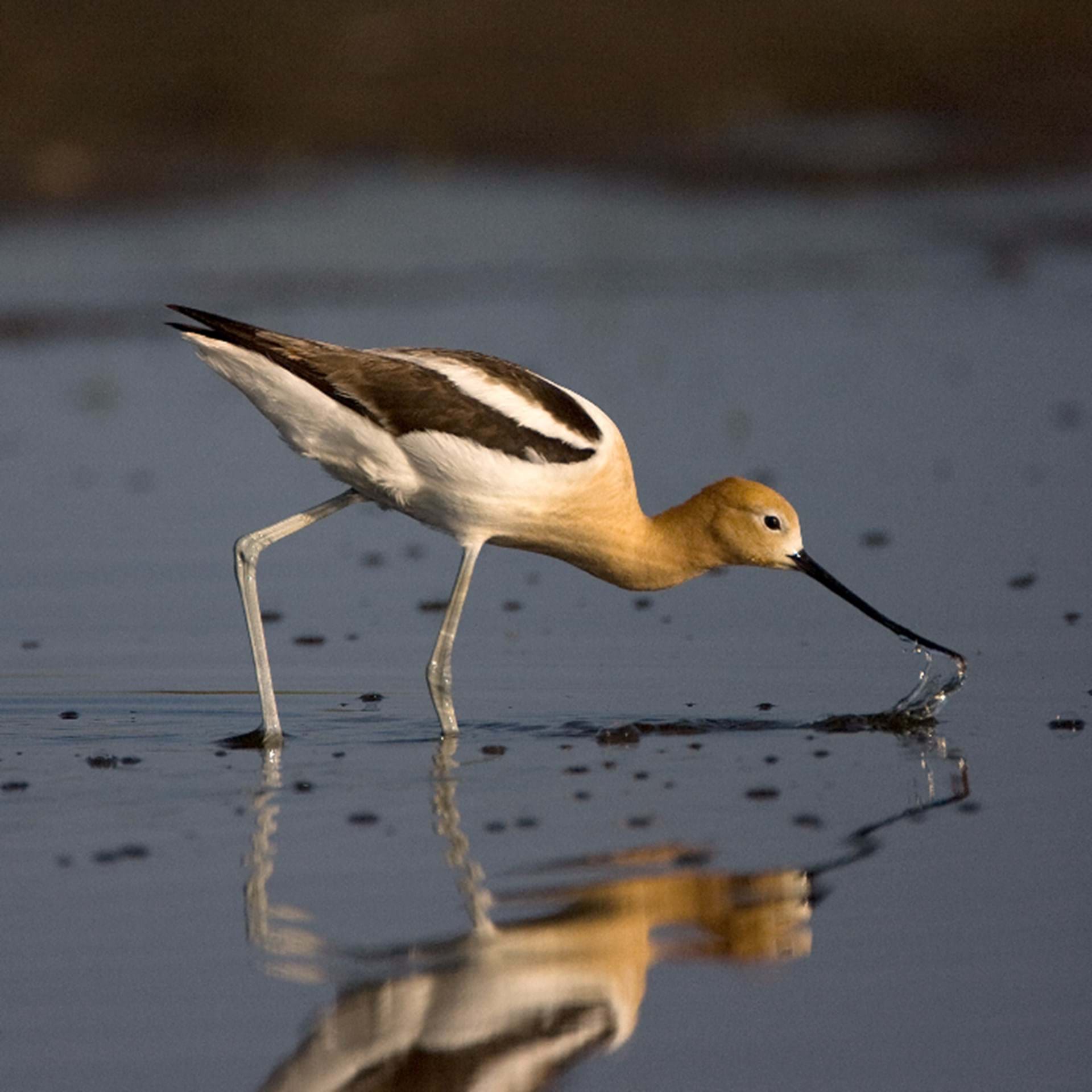 Thumbnail image of Great Lakes Birding Trail