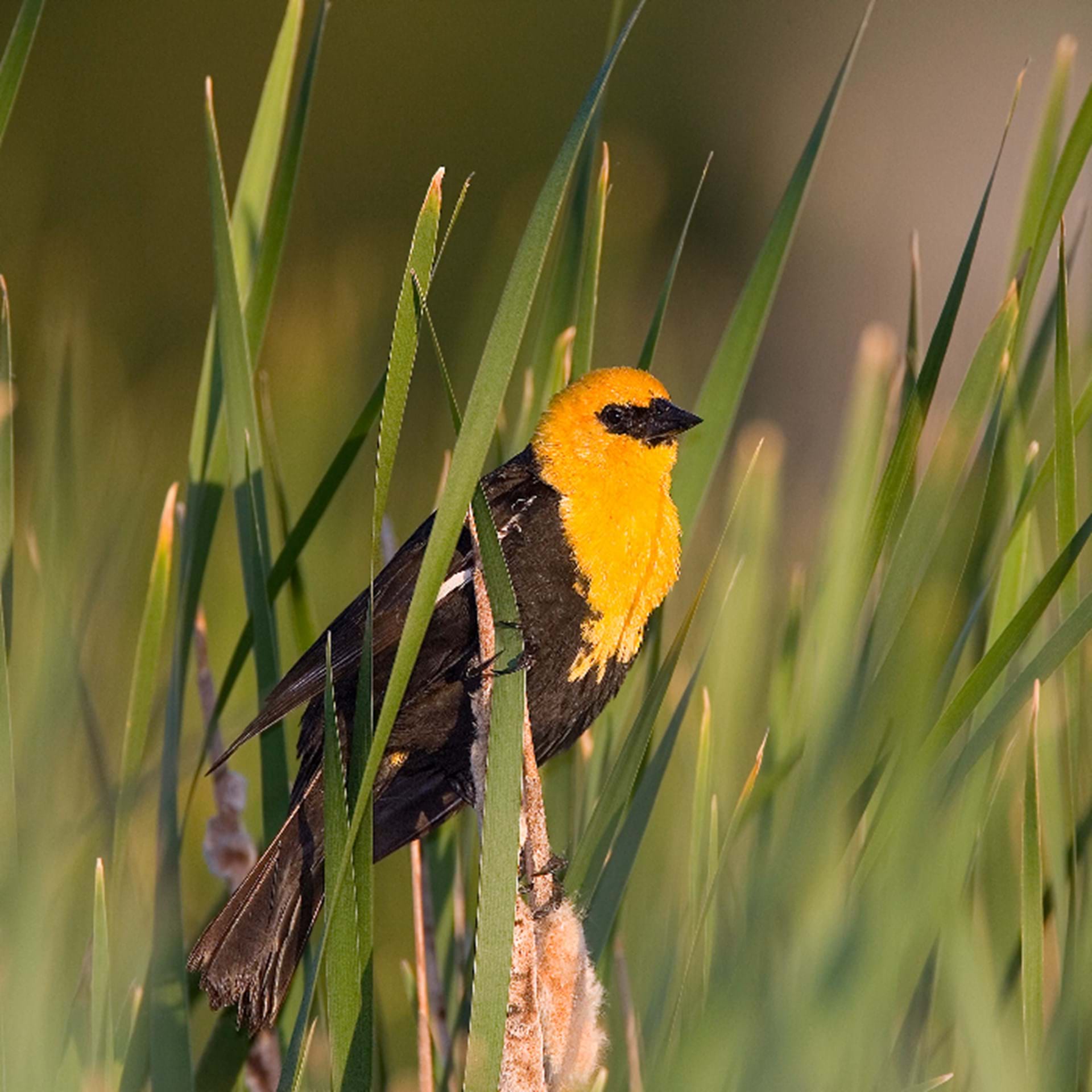 Thumbnail image of Birding Trails