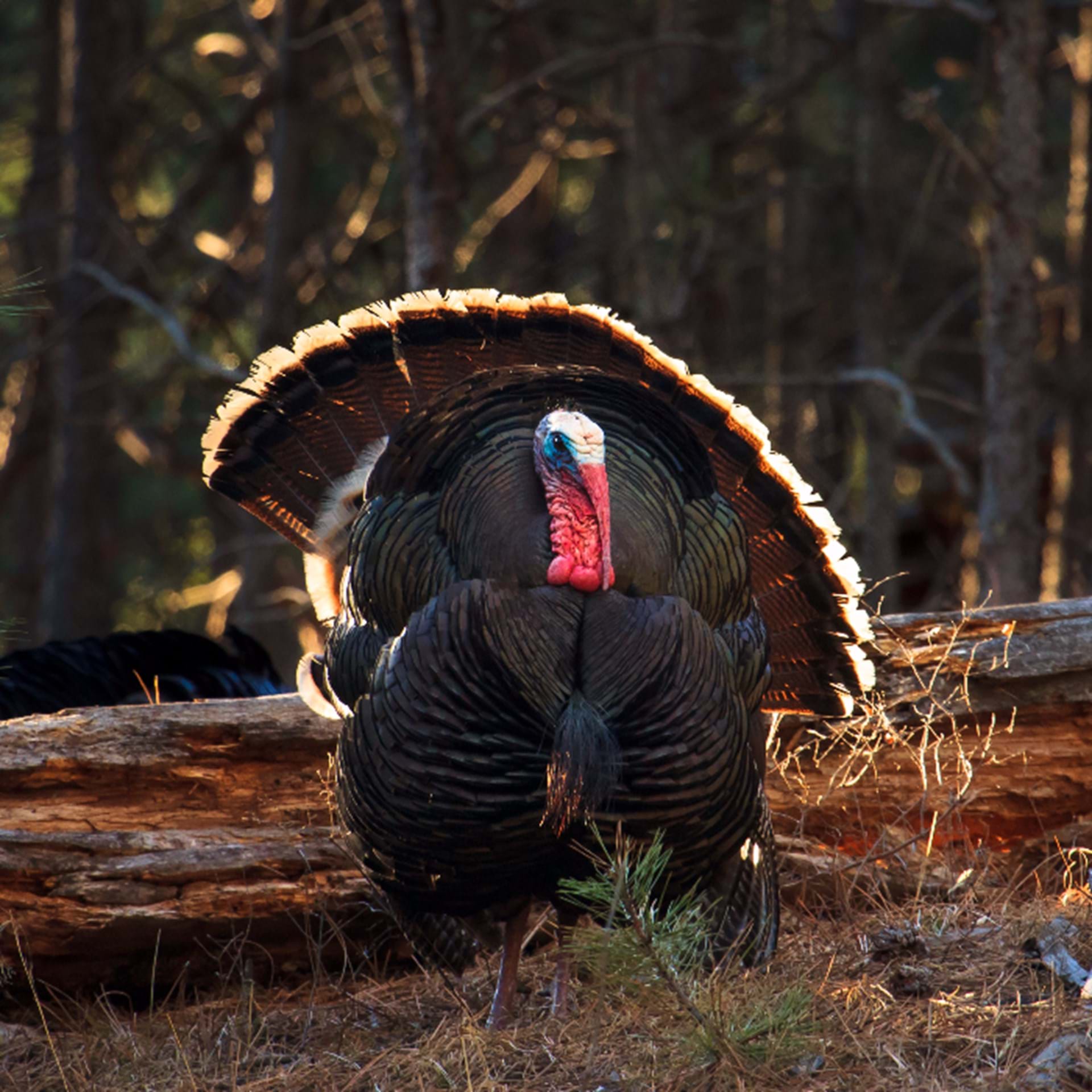 Thumbnail image of Turkey Hunting Units
