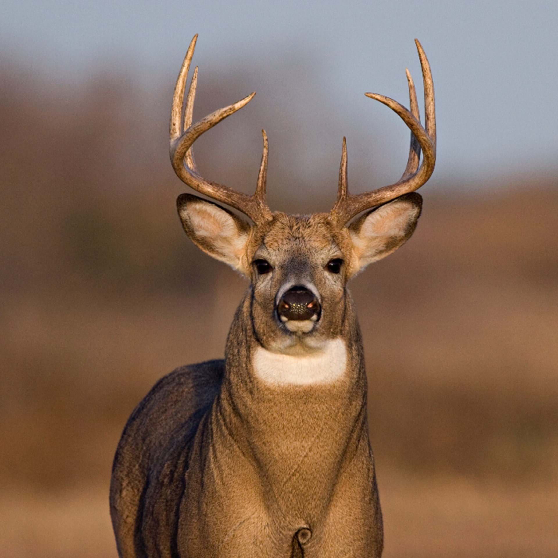 Thumbnail image of Deer Harvest