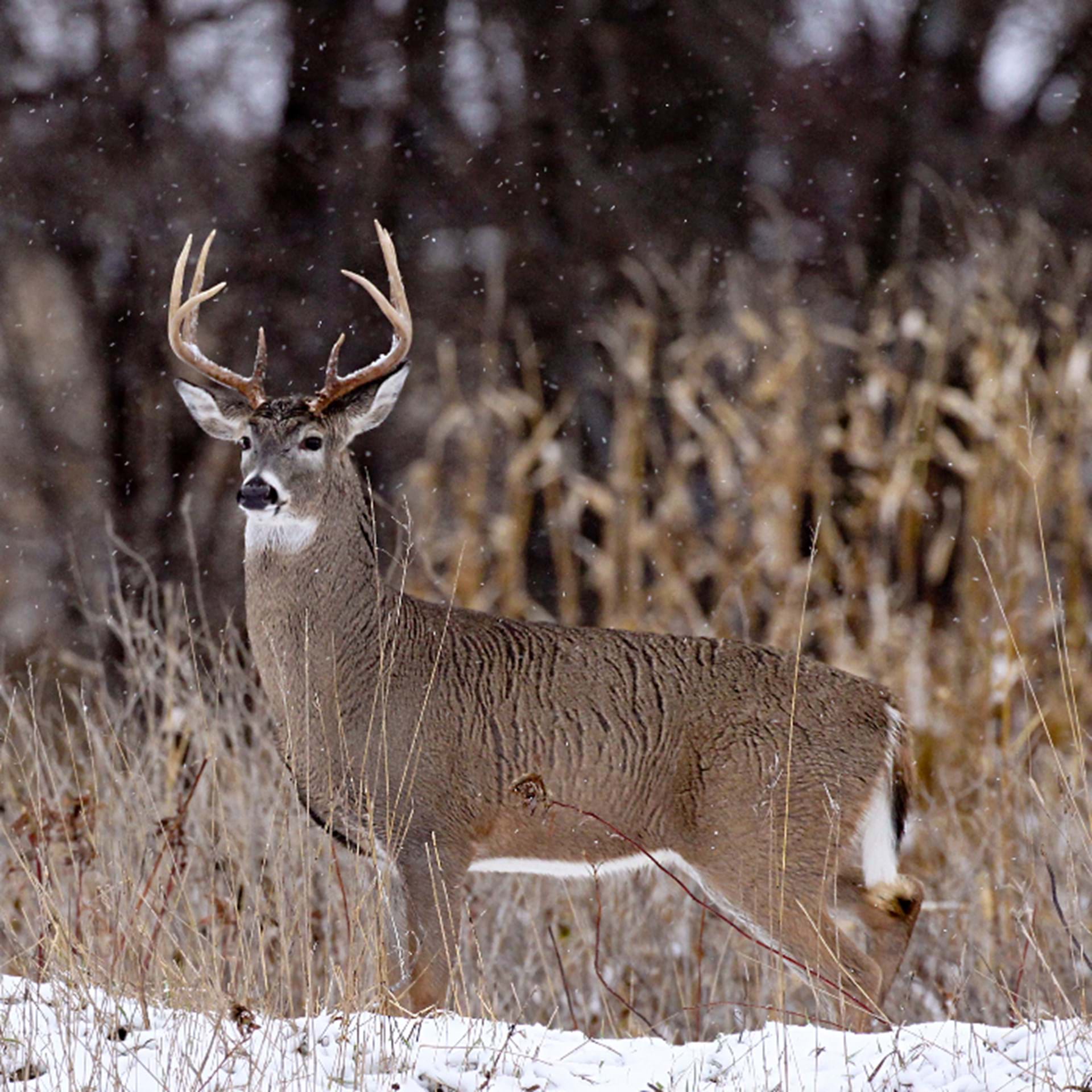 Thumbnail image of Deer Hunting Units