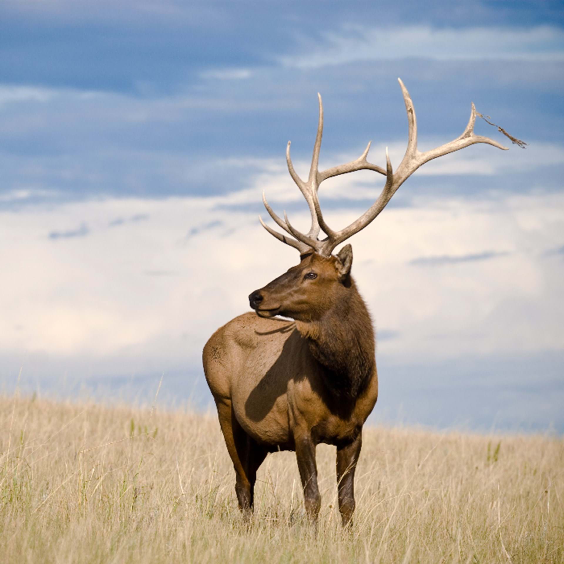 Thumbnail image of Elk Hunting Units