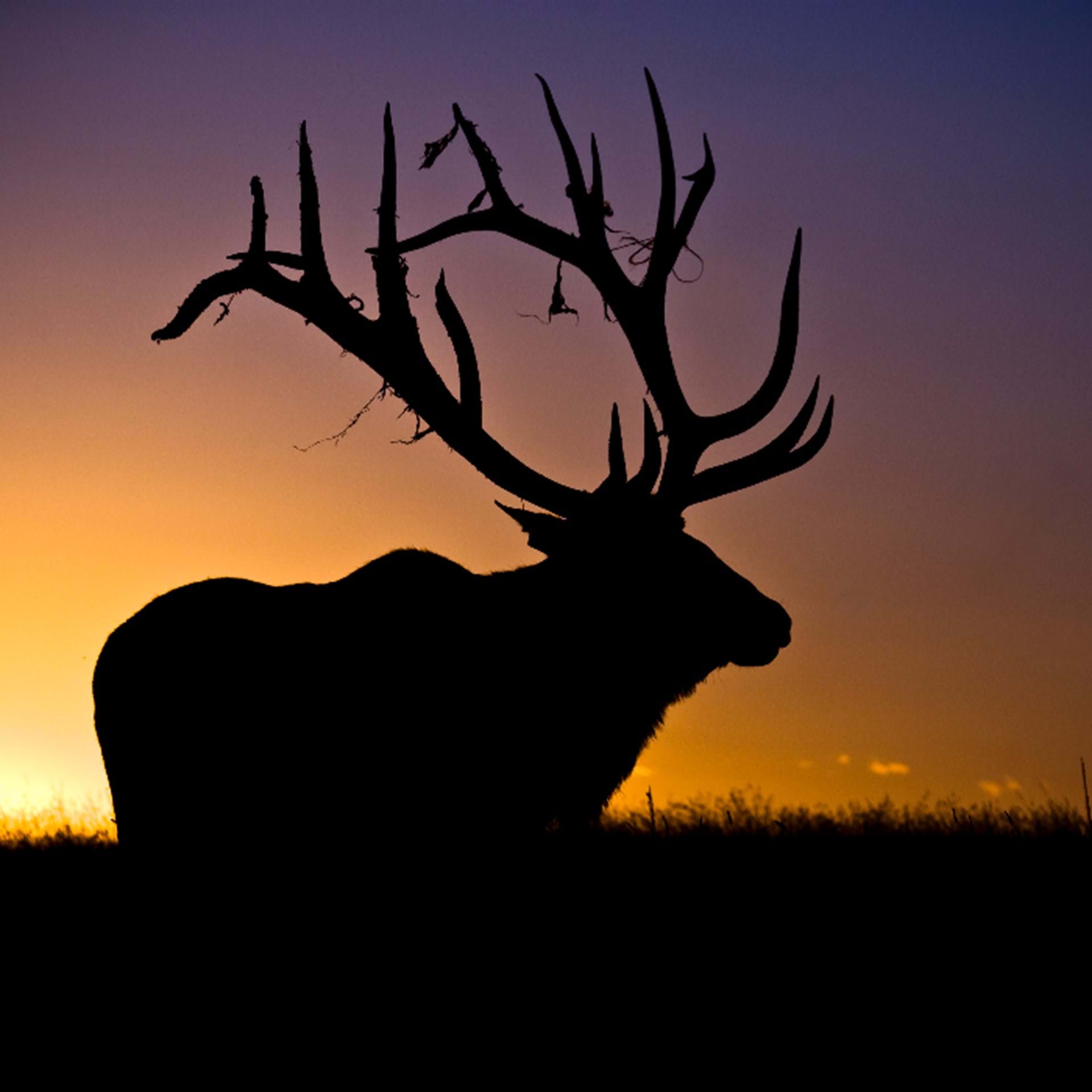 Thumbnail image of Elk Harvest