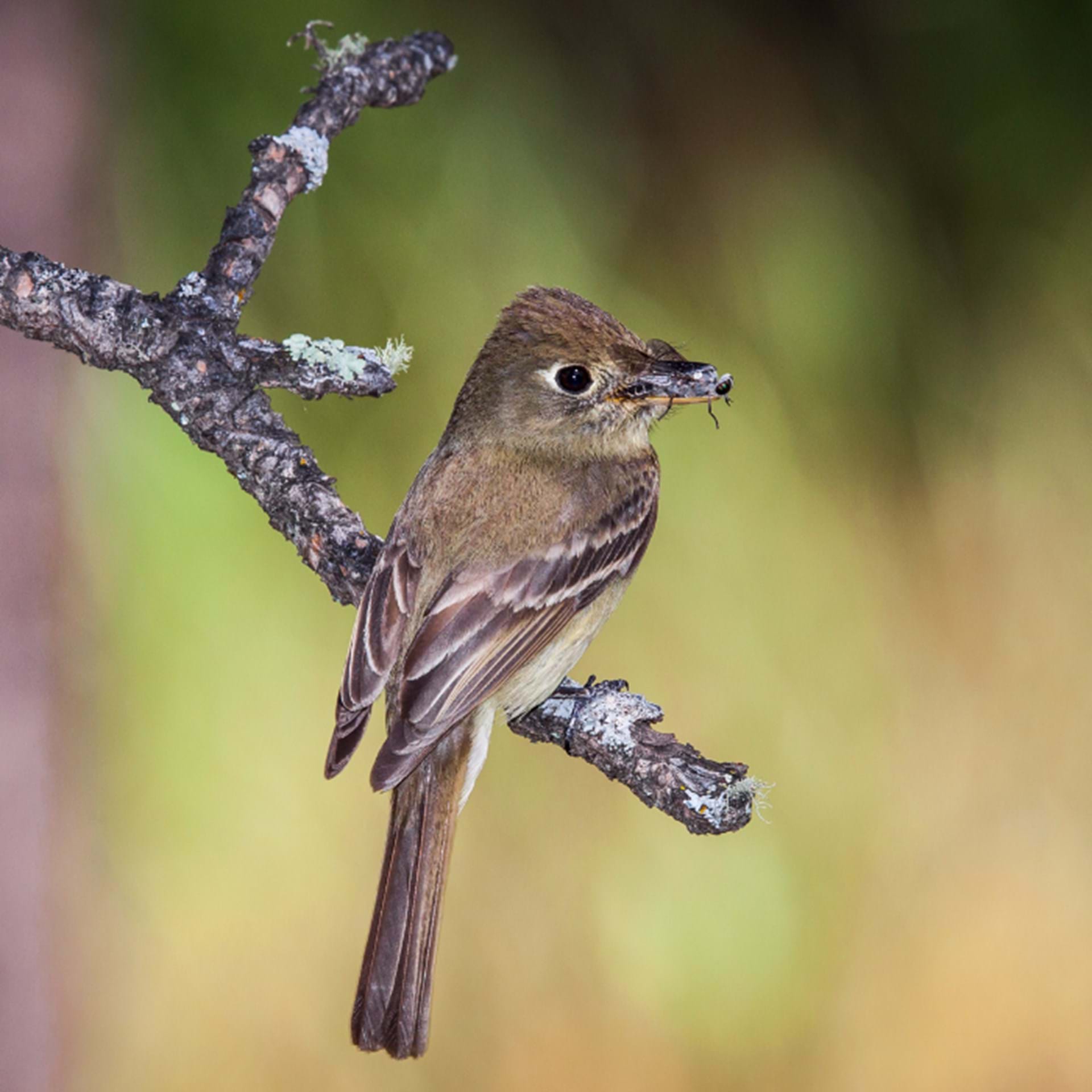 Thumbnail image of Breeding Bird Atlas Map