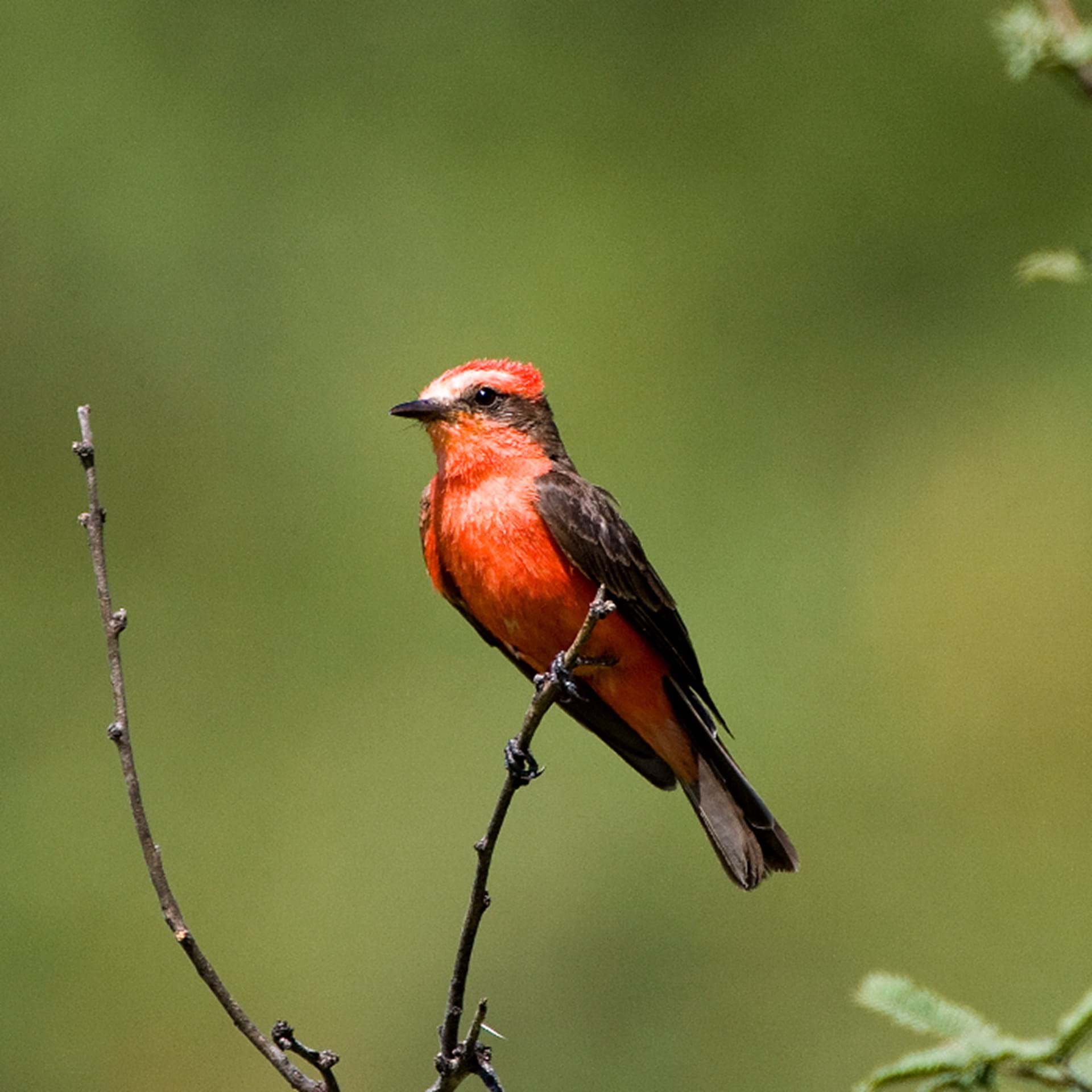 Thumbnail image of Southeast Birding Trail