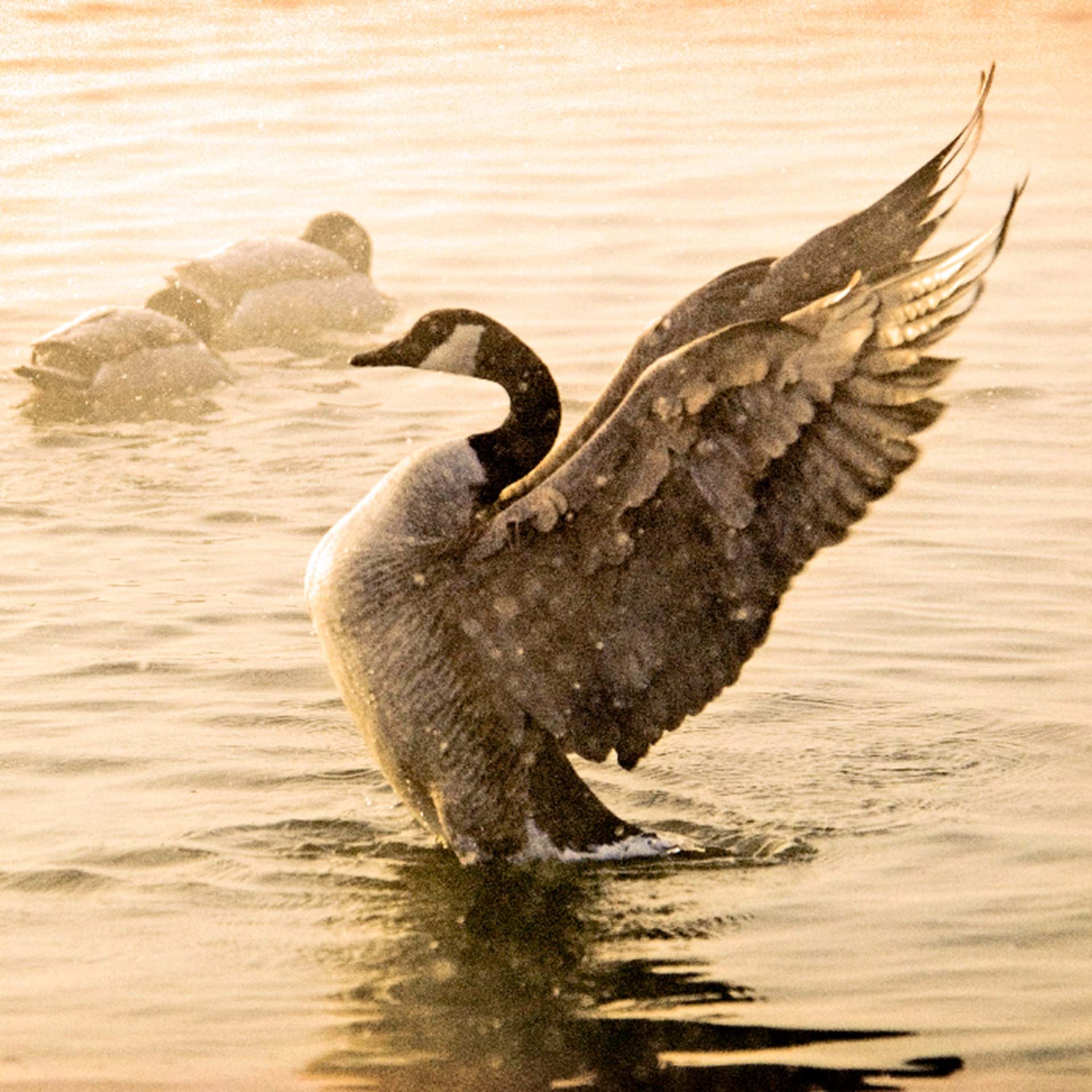 Thumbnail image of Lower Oahe Waterfowl Access
