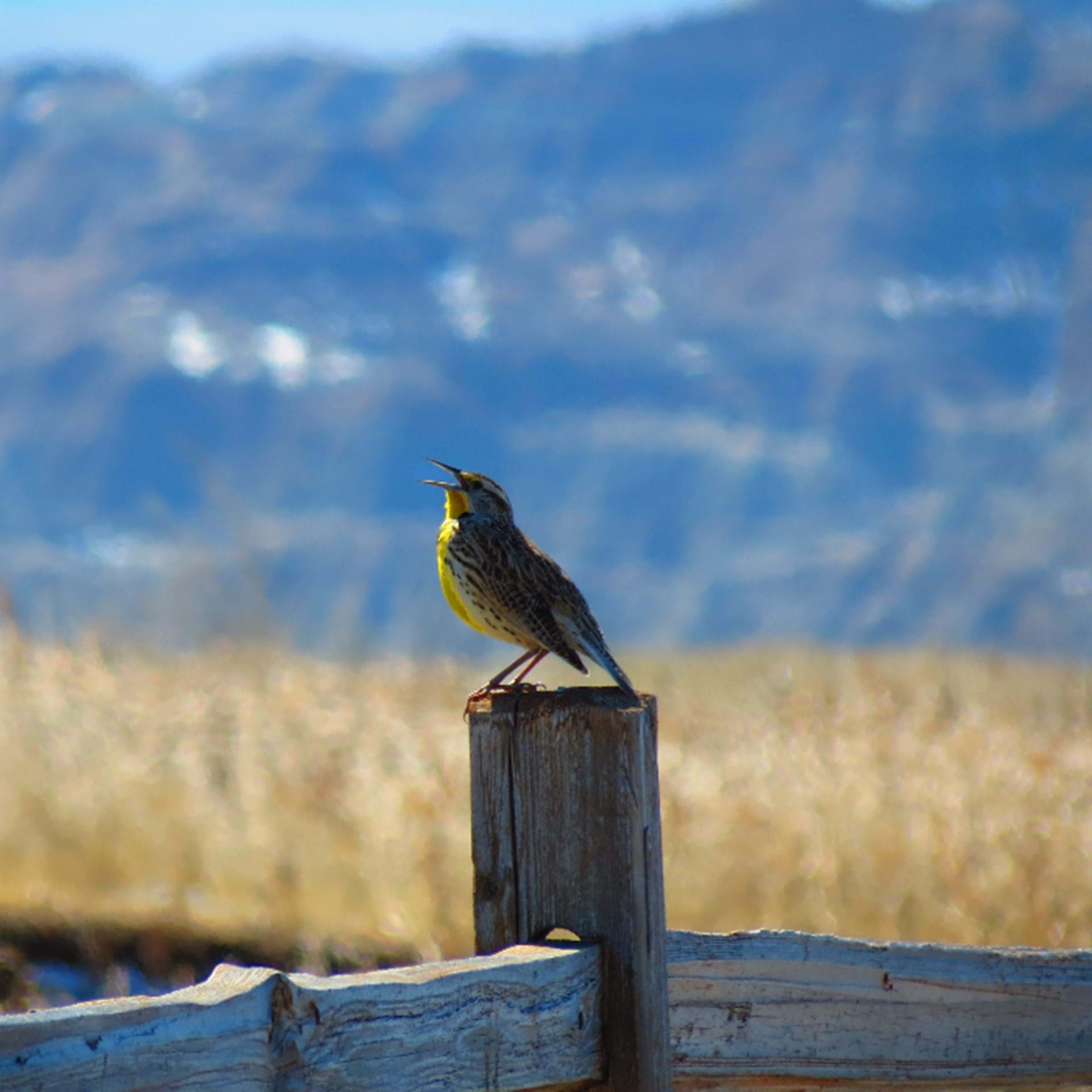 Thumbnail image of Black Hills and Badlands Birding Trails
