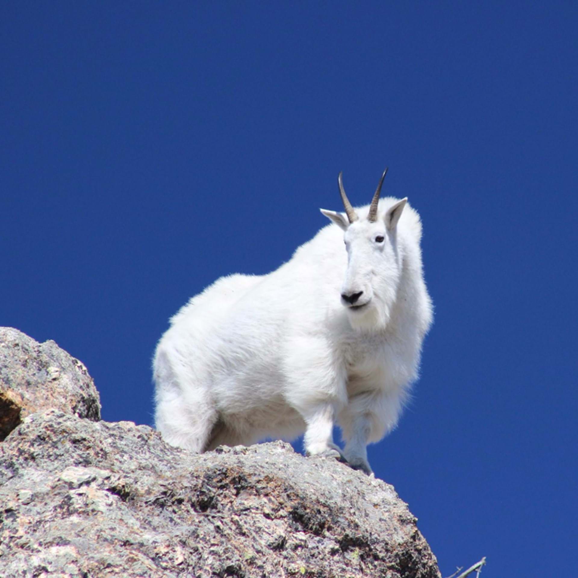 Thumbnail image of Mountain Goat Hunting Units