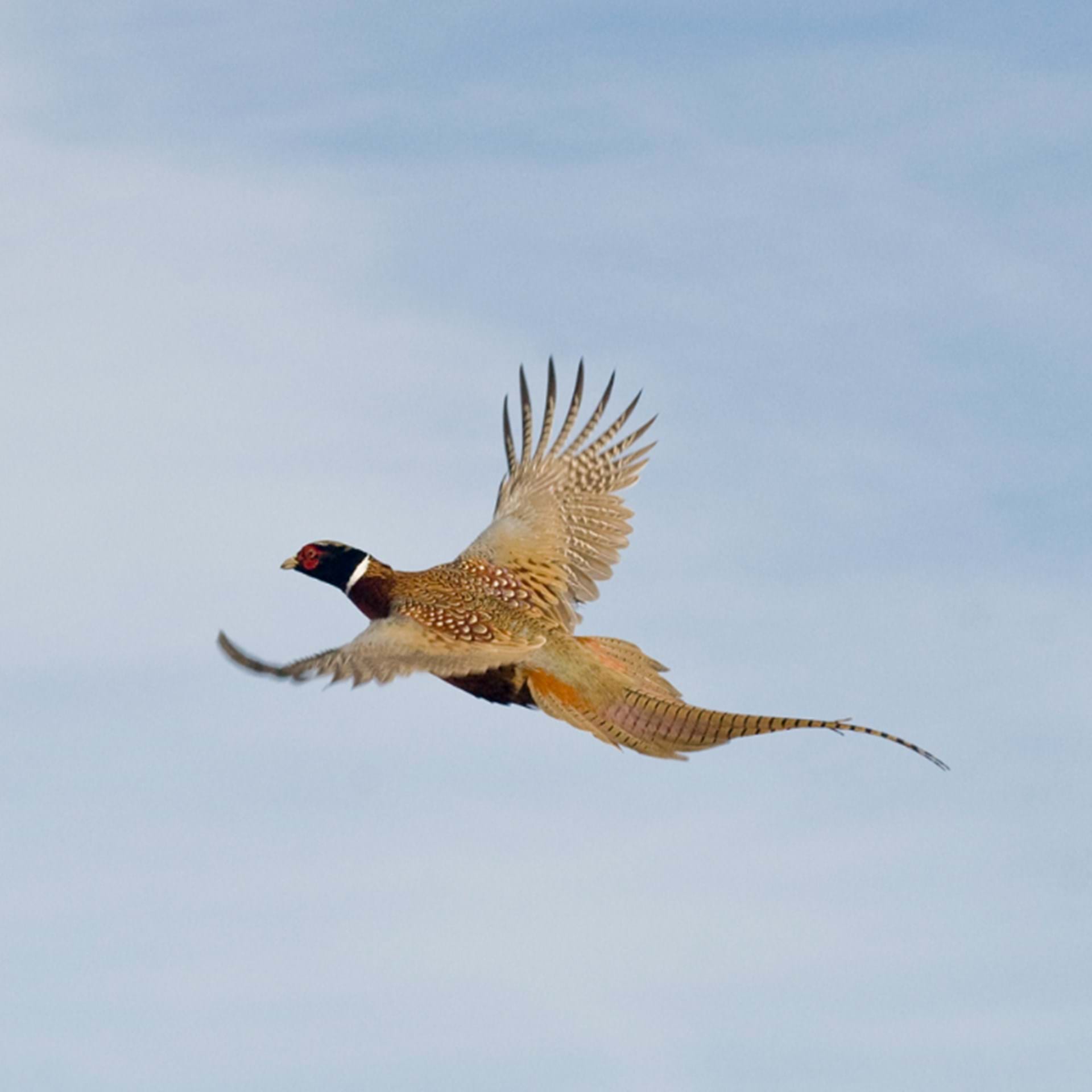 Thumbnail image of Pheasant Harvest 