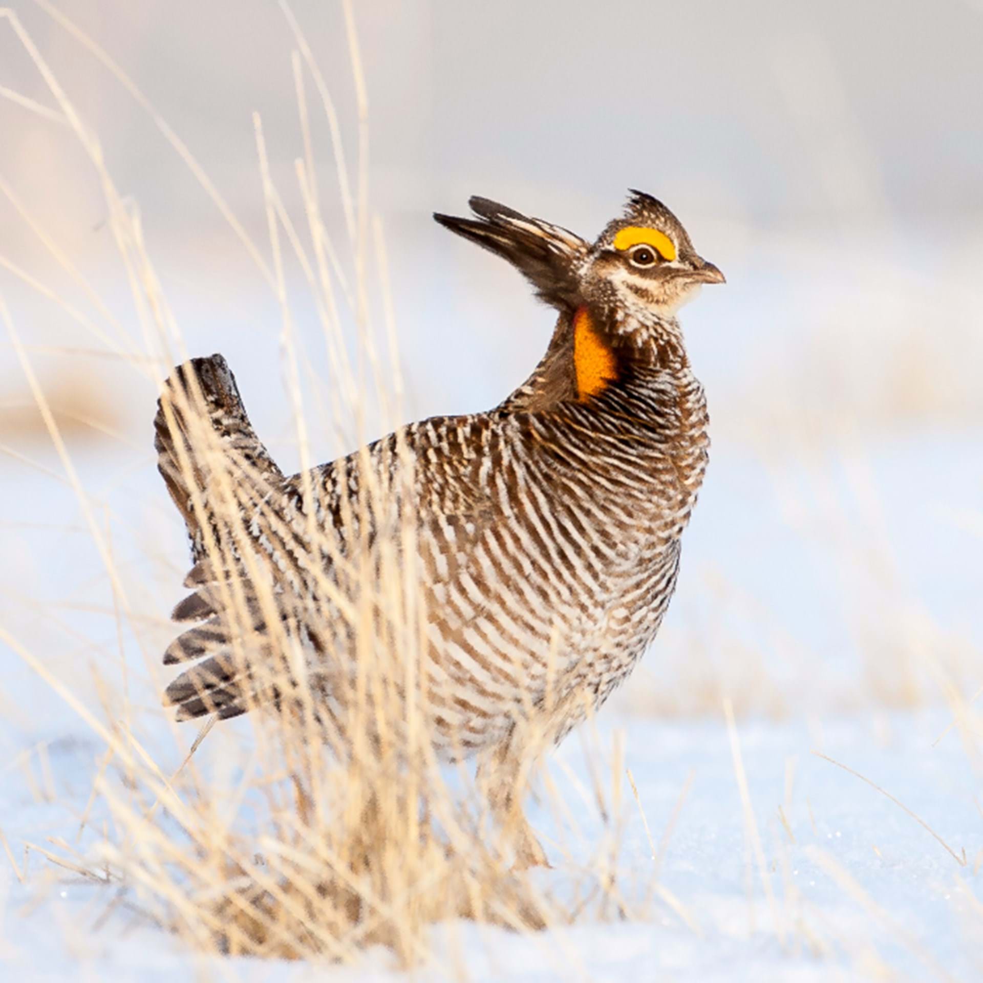 Thumbnail image of Grouse Wing Box Locations