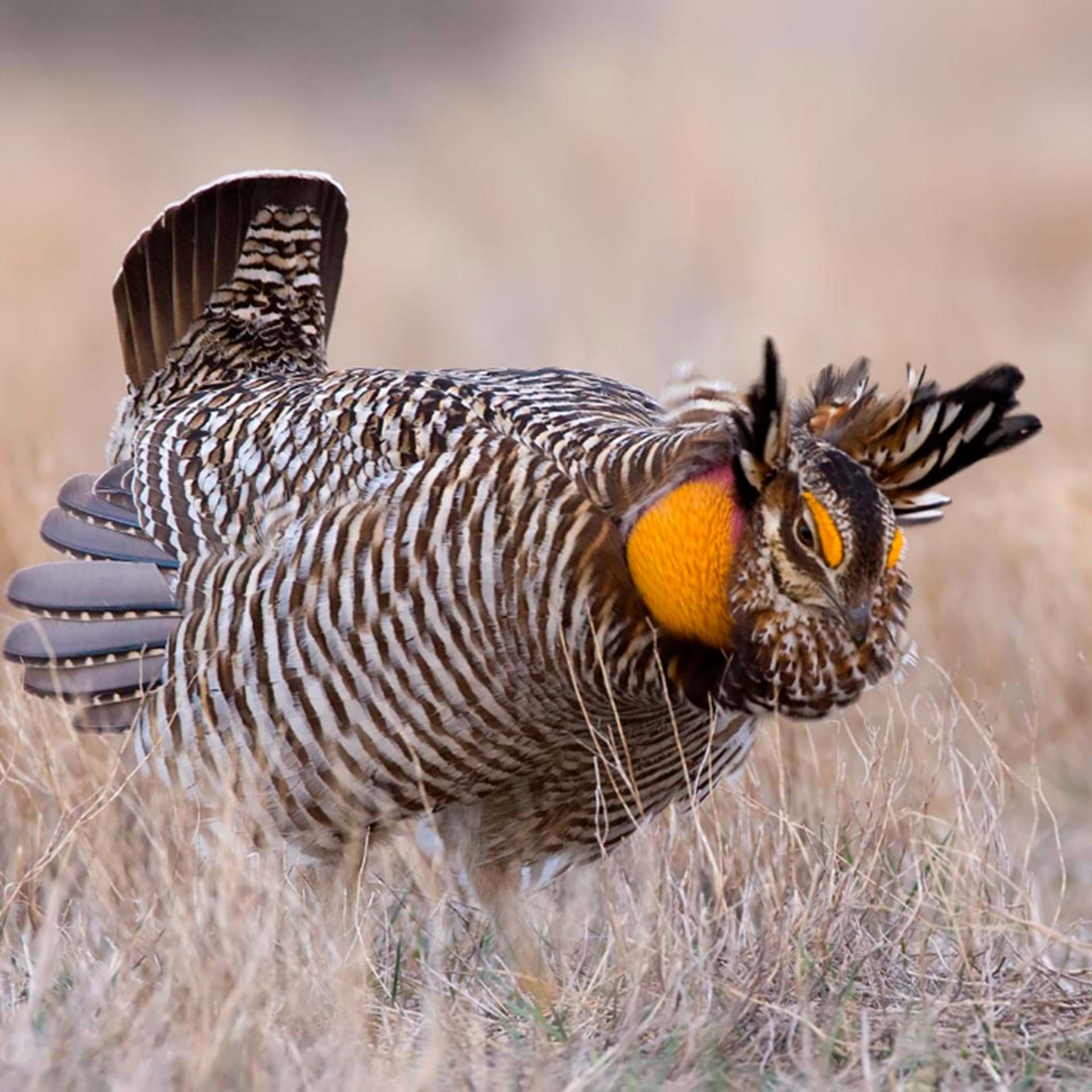 Thumbnail image of Prairie Grouse Harvest