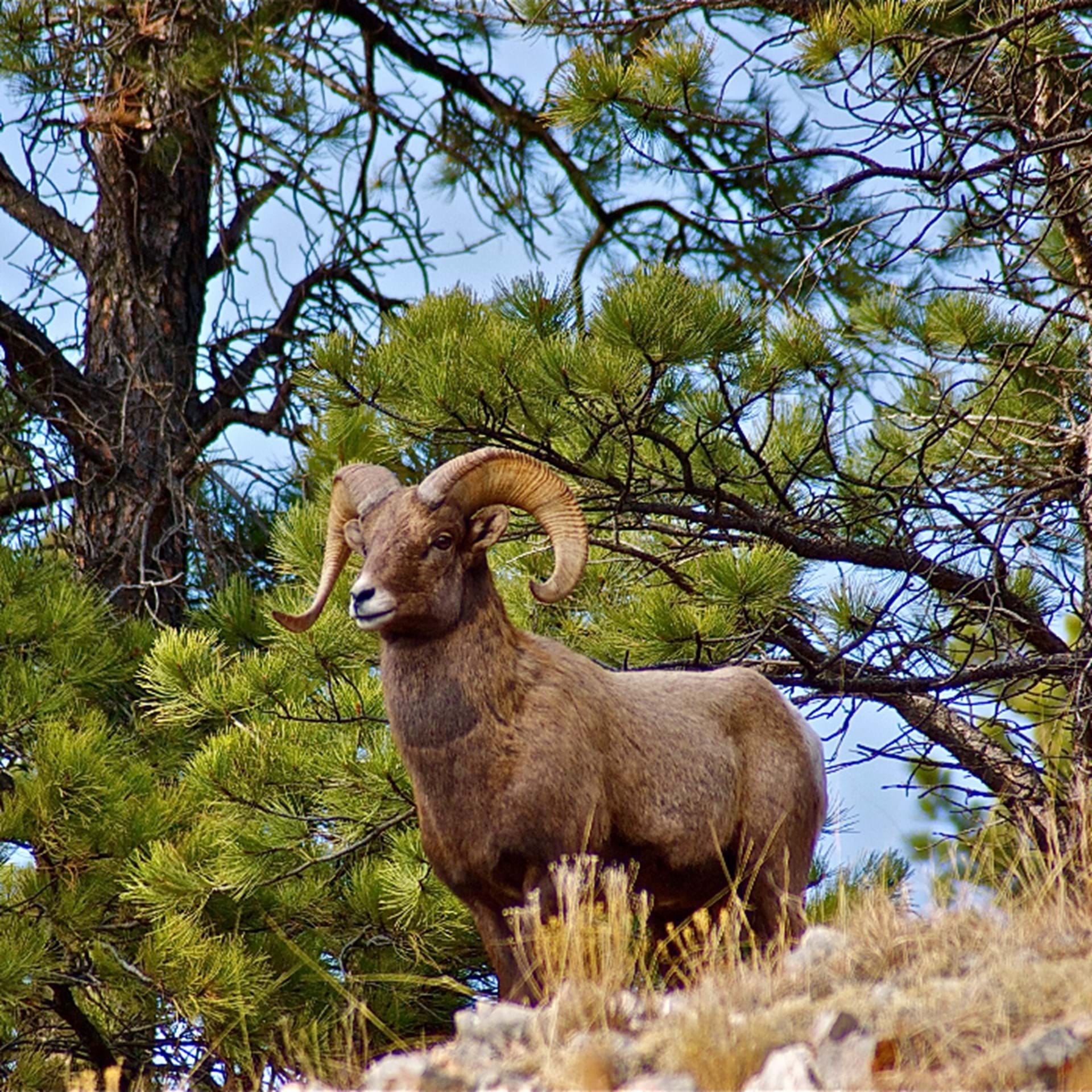 Thumbnail image of Bighorn Sheep Hunting Units