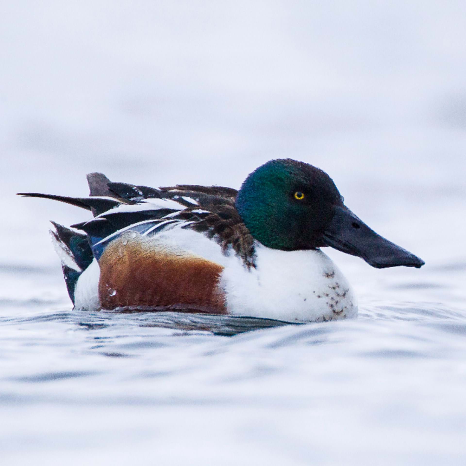 Thumbnail image of Waterfowl Hunting Zones & Units