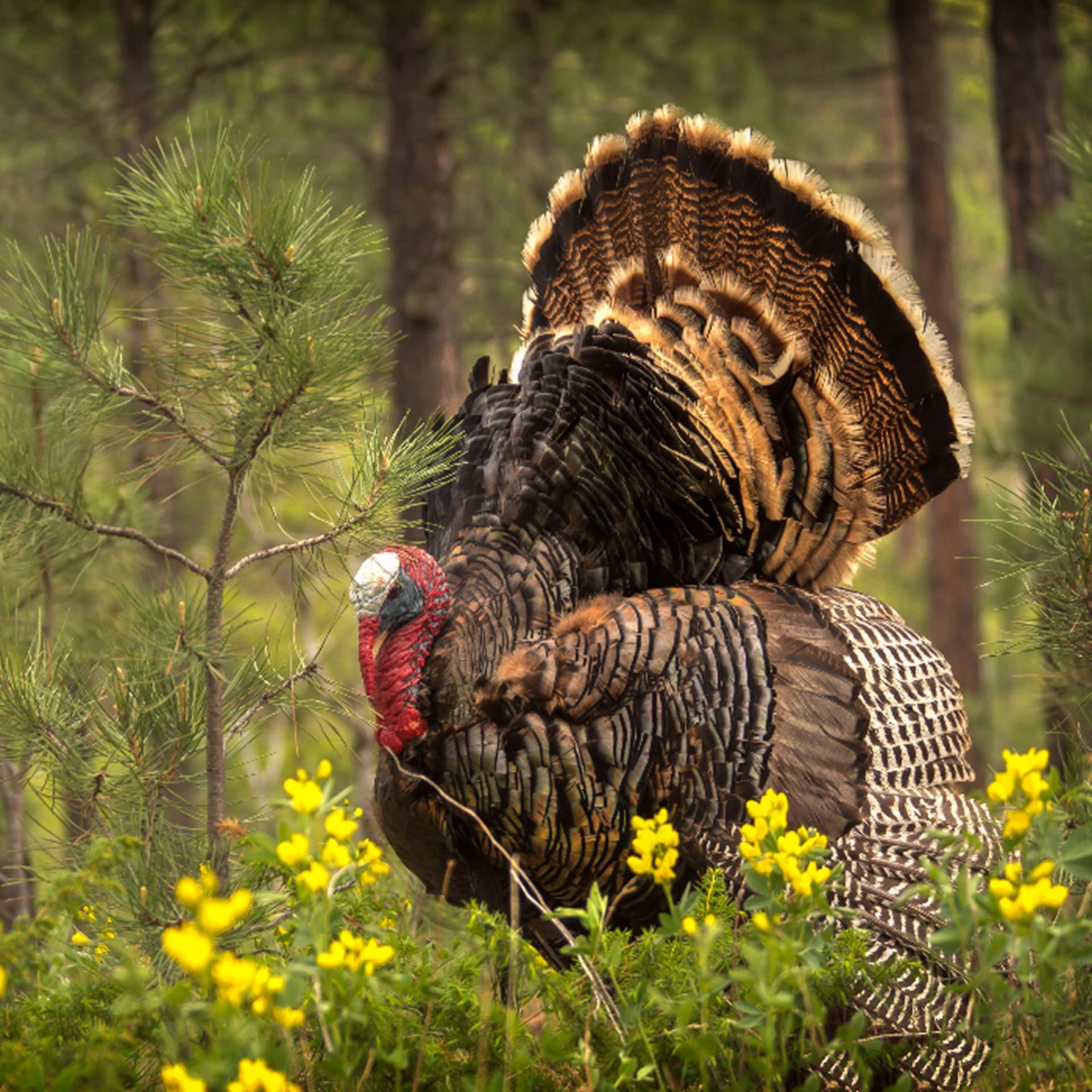 Thumbnail image of Turkey Harvest 