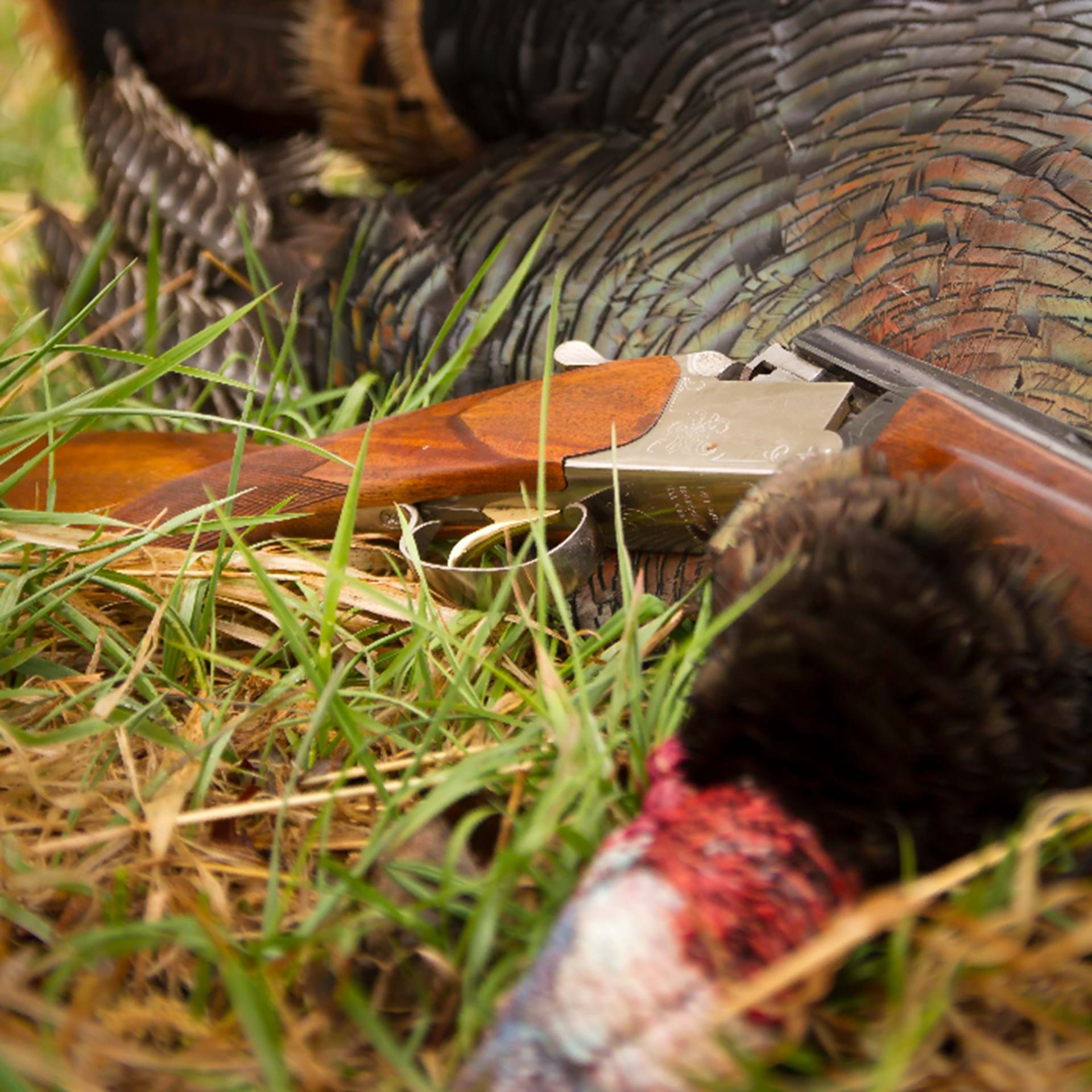 Thumbnail image of Sportsmen Against Hunger Game Processors