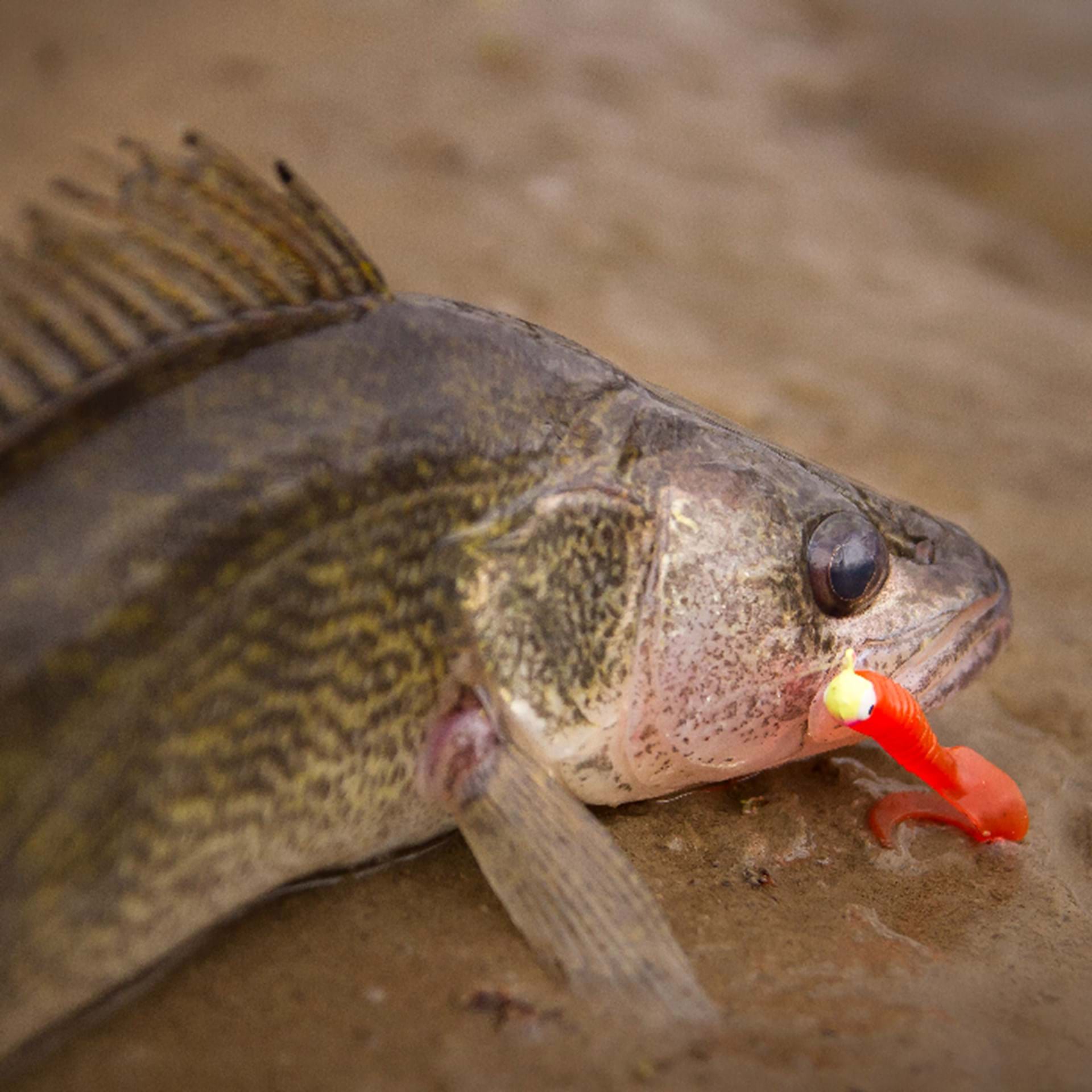 Thumbnail image of Public Water Access