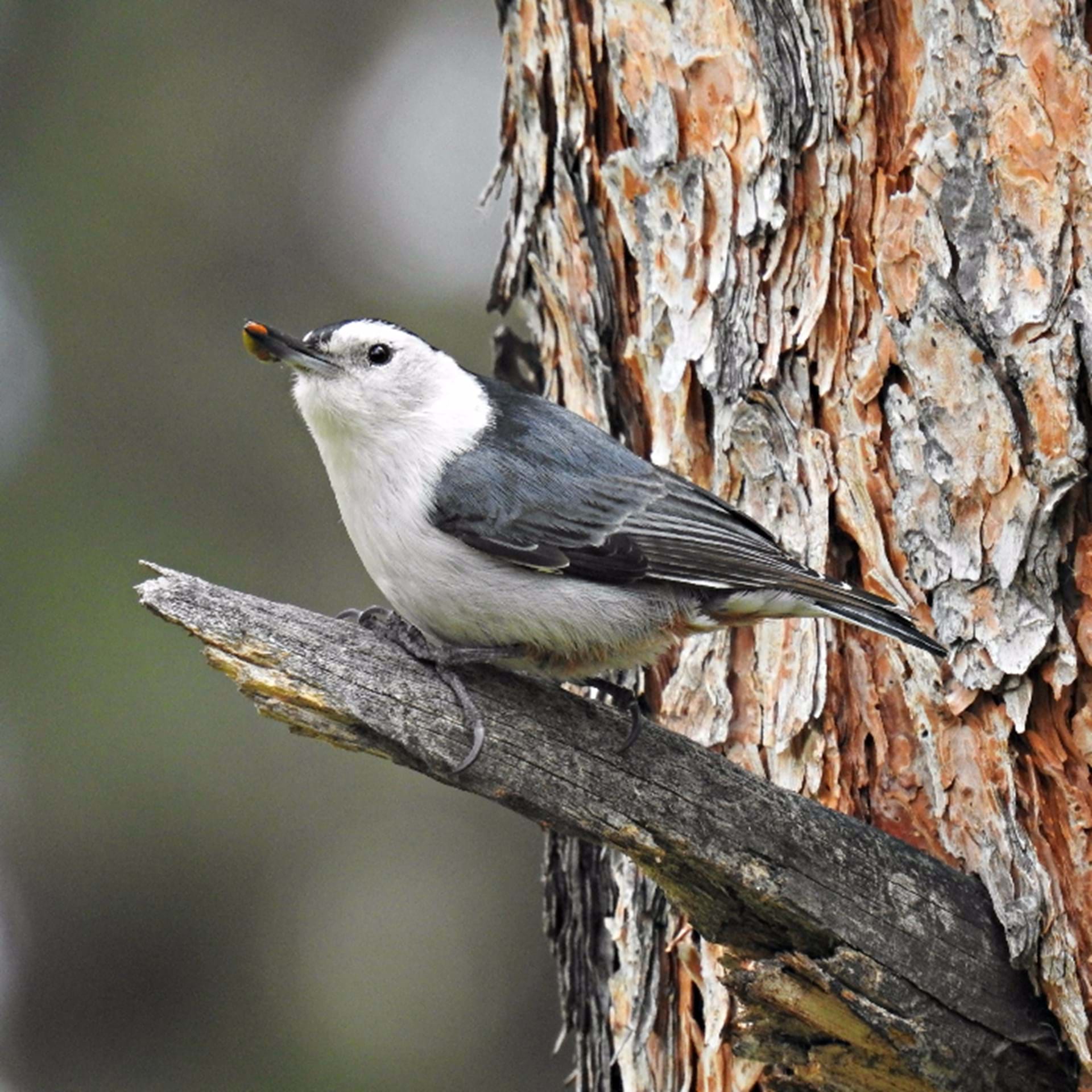 Thumbnail image of Glacial Lakes Birding Trail