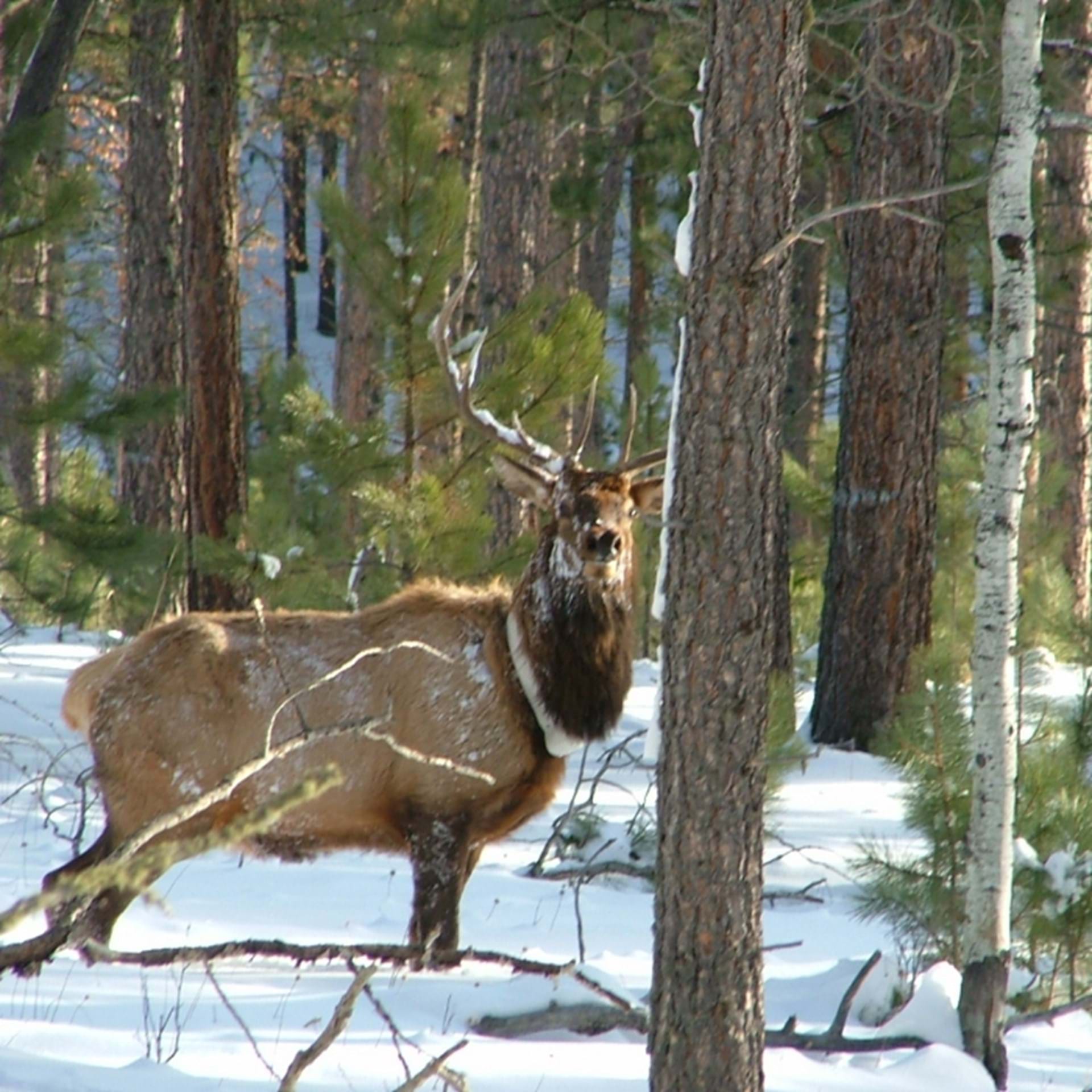 Thumbnail image of Big Game Carcass Disposal Sites