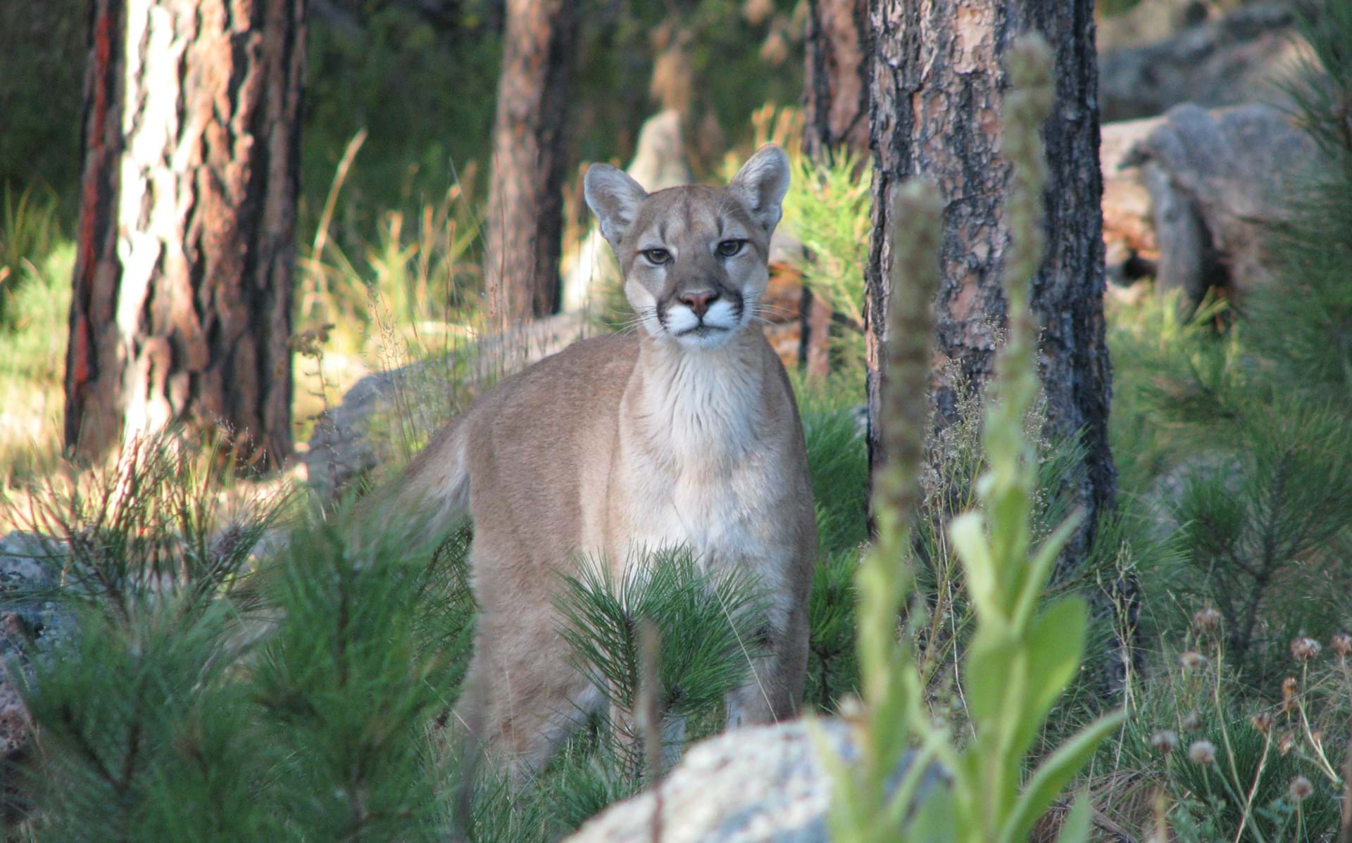 Thumbnail image of Mountain Lion Hunting Units
