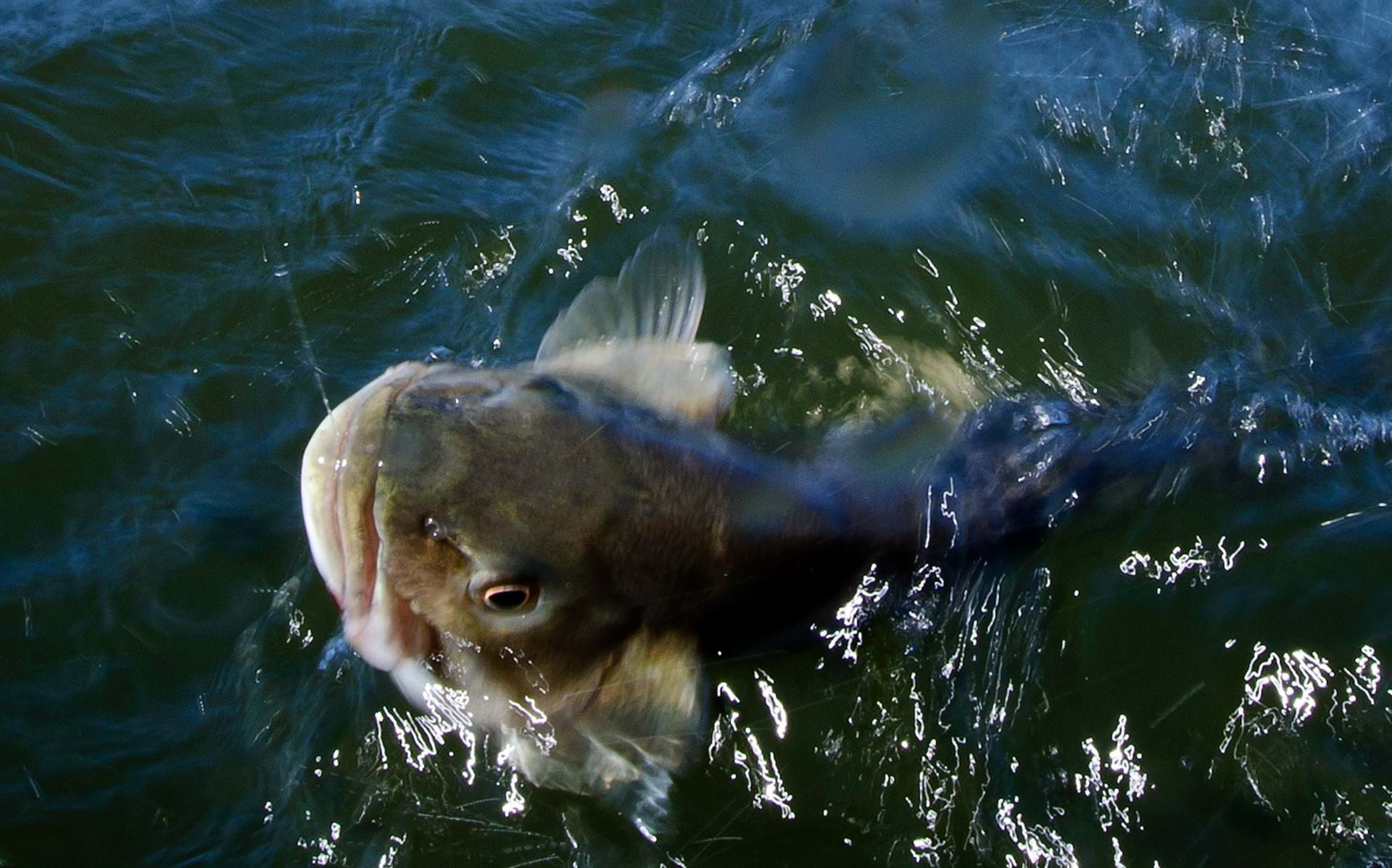 Thumbnail image of Area Fisheries Supervisors