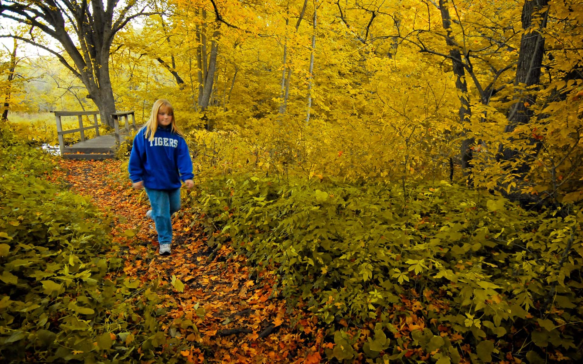 Thumbnail image of Fall Foliage Tracker