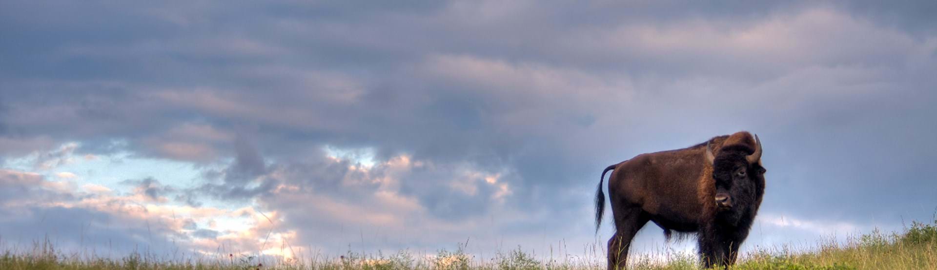Hero image showing a South Dakota State Park