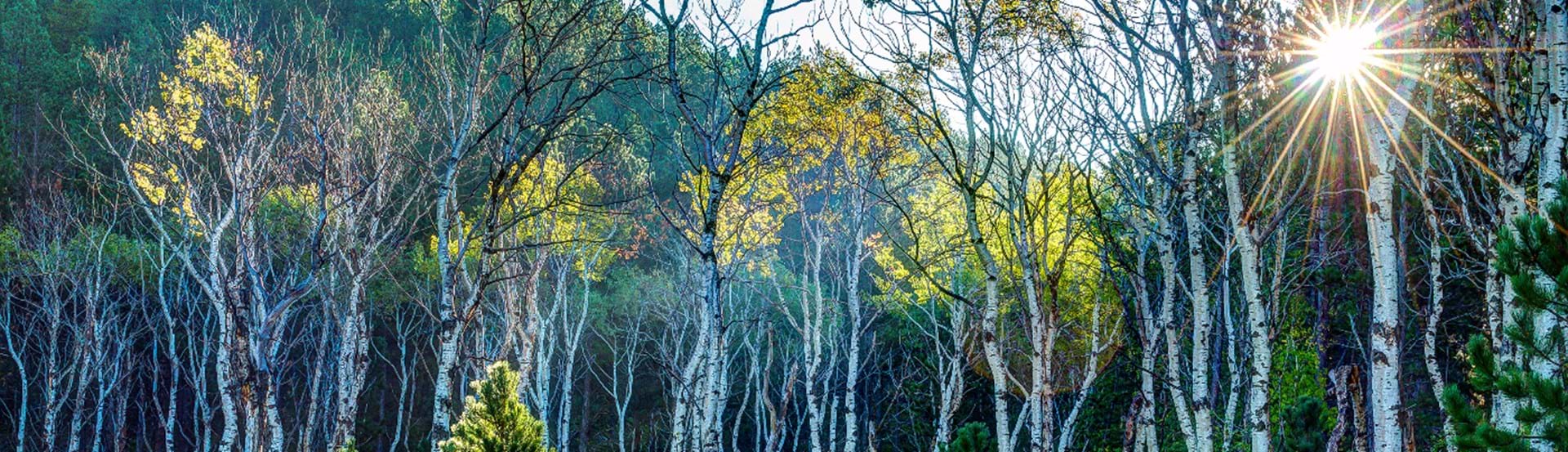 Hero image showing a South Dakota State Park