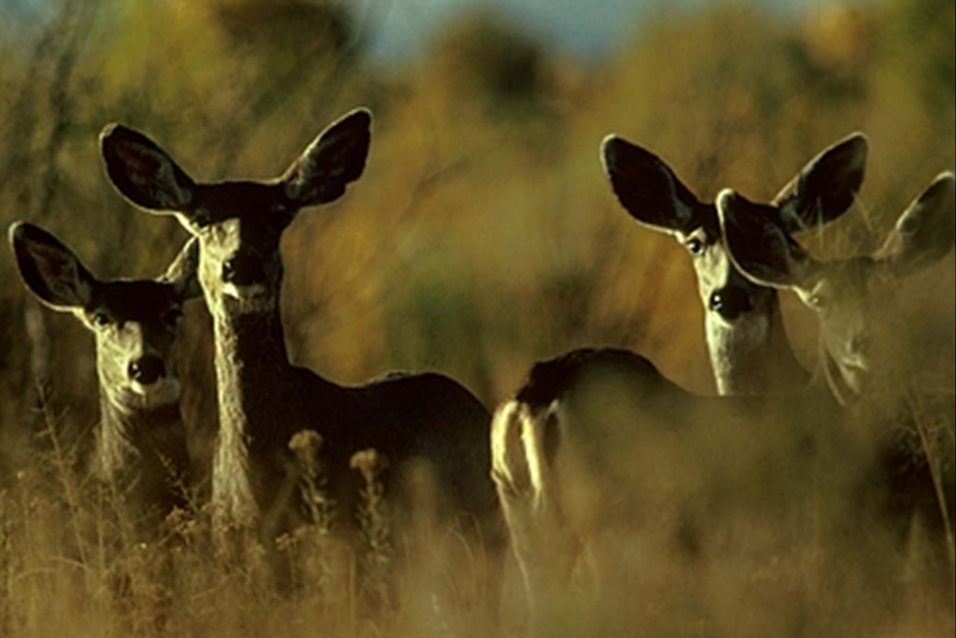 Thumbnail image of Known Distribution of CWD
