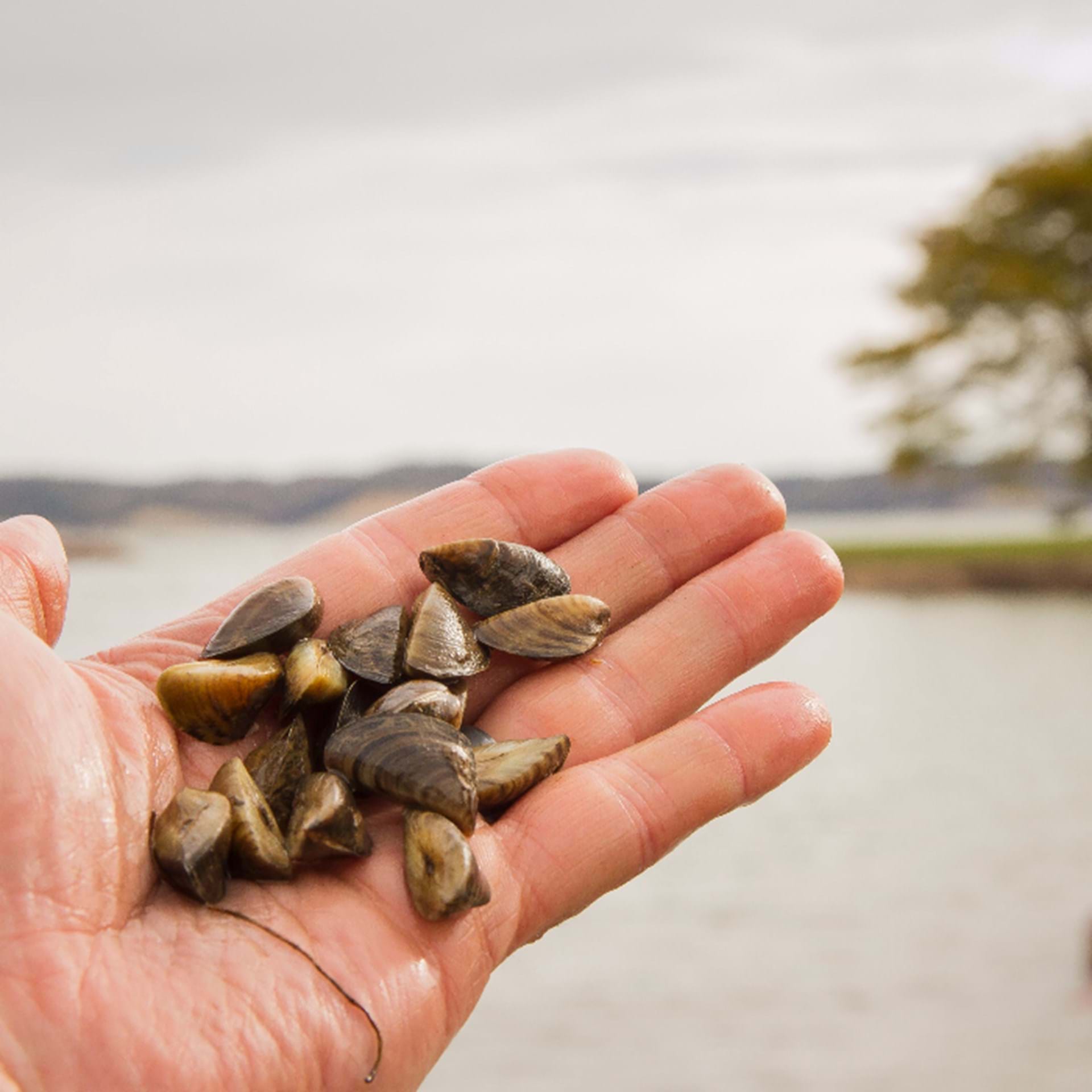 Thumbnail image of Aquatic Invasive Species Map